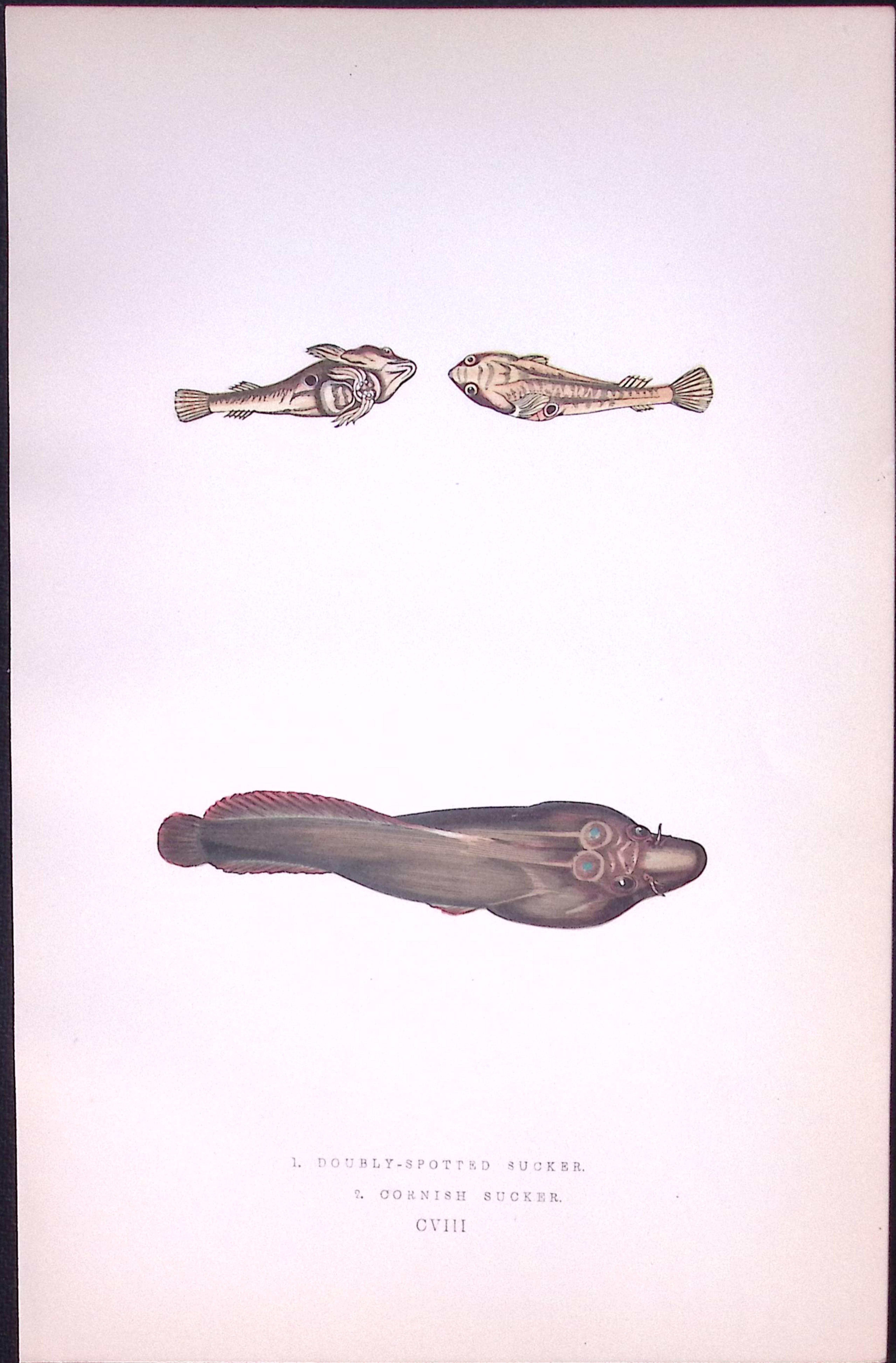 Doubly Spotted & Cornish Suckers Antique 1877 J. Couch Woodblock Engraving-250