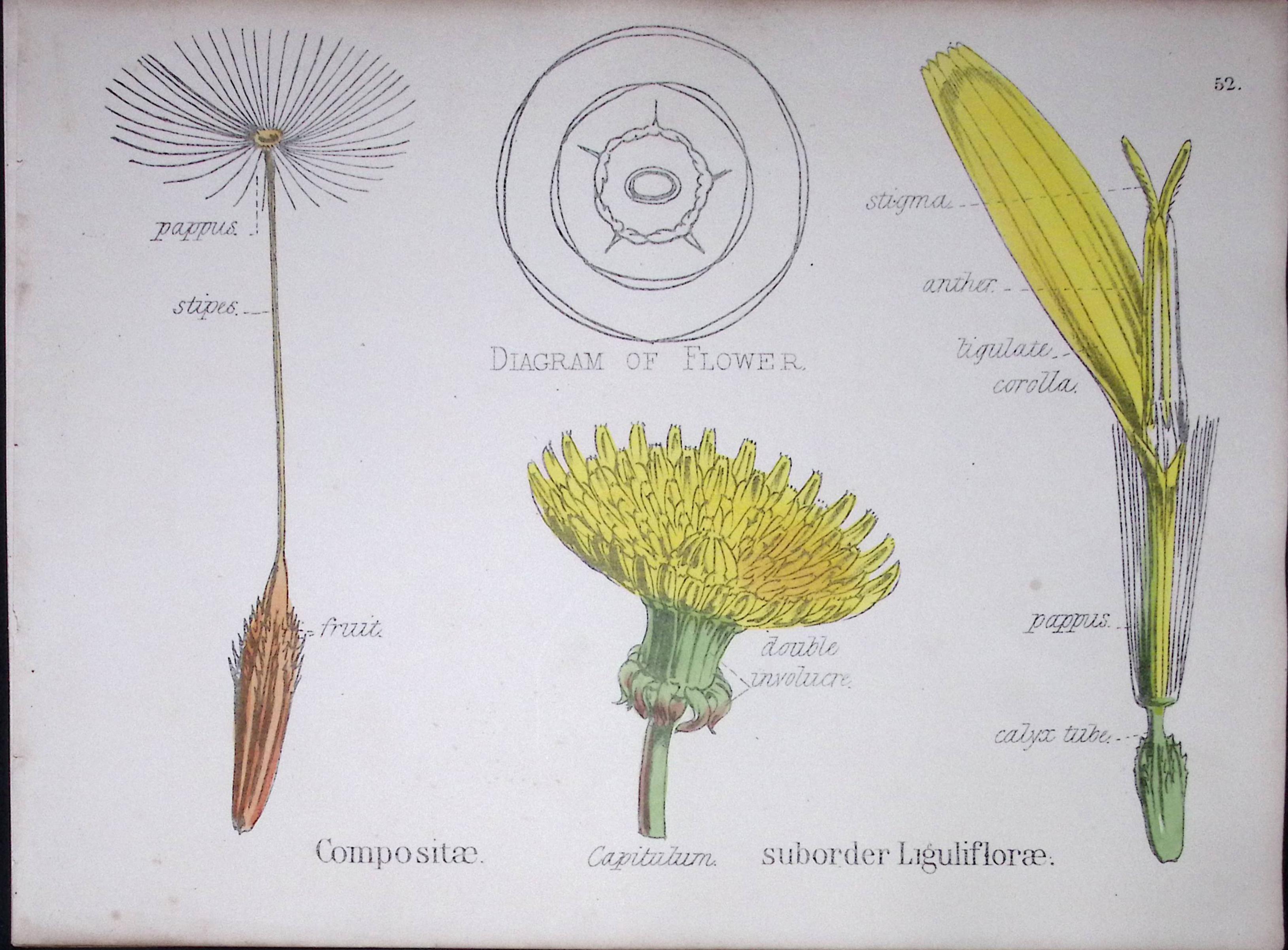 Sunflower Botanical Flower Diagram Rare Antique First Edition Illustration-52