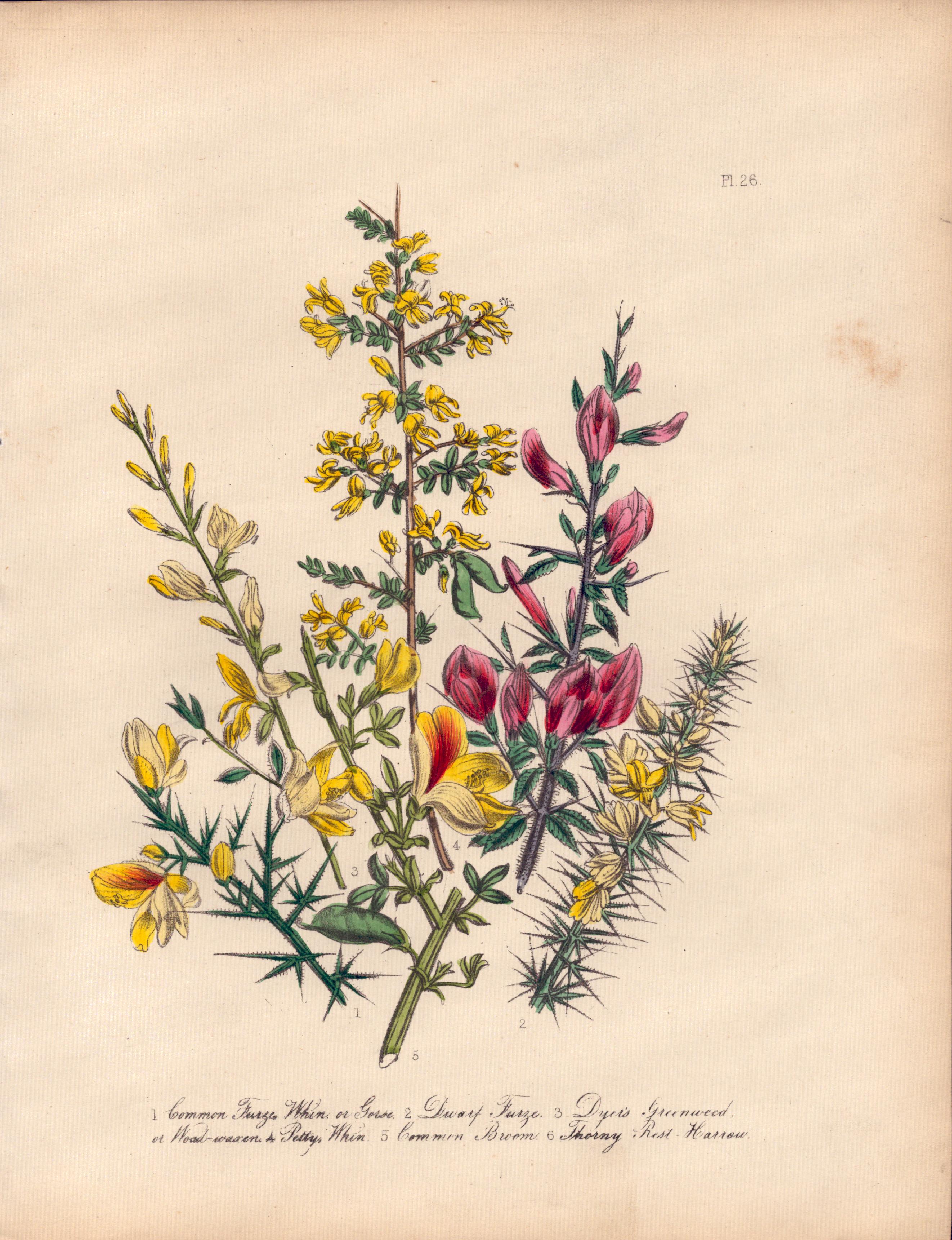 Rare 165-Yr-Old Antique Wildflower Gilt-Edged Illustration Jane Webb Loudon-26.