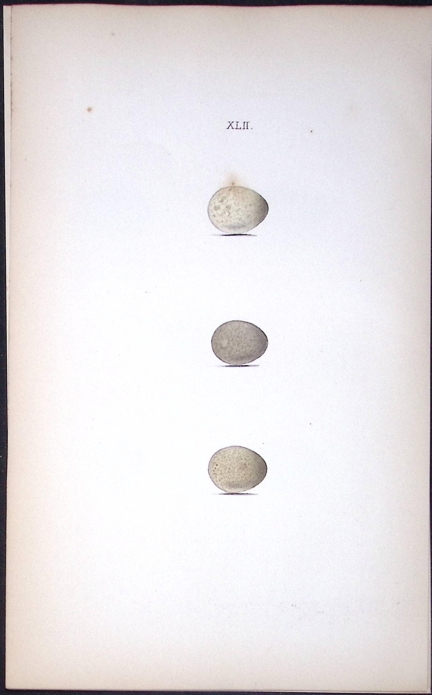Grey Wagtail William Hewitson Antique Nests & Eggs of British Birds Print-71