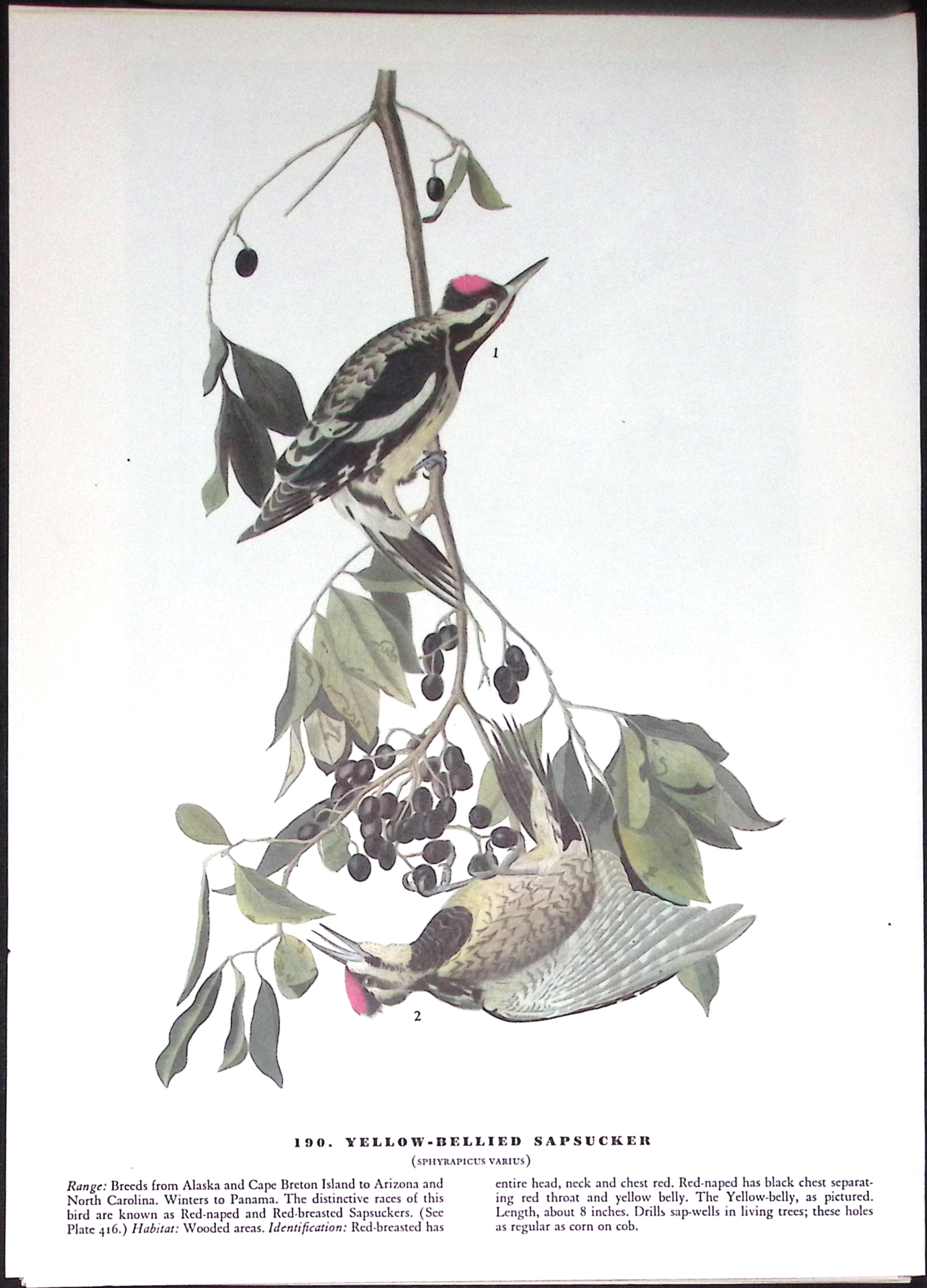 Job-Lot John James Audubon Birds of America 72-Year-Old Coloured Book Plates-30