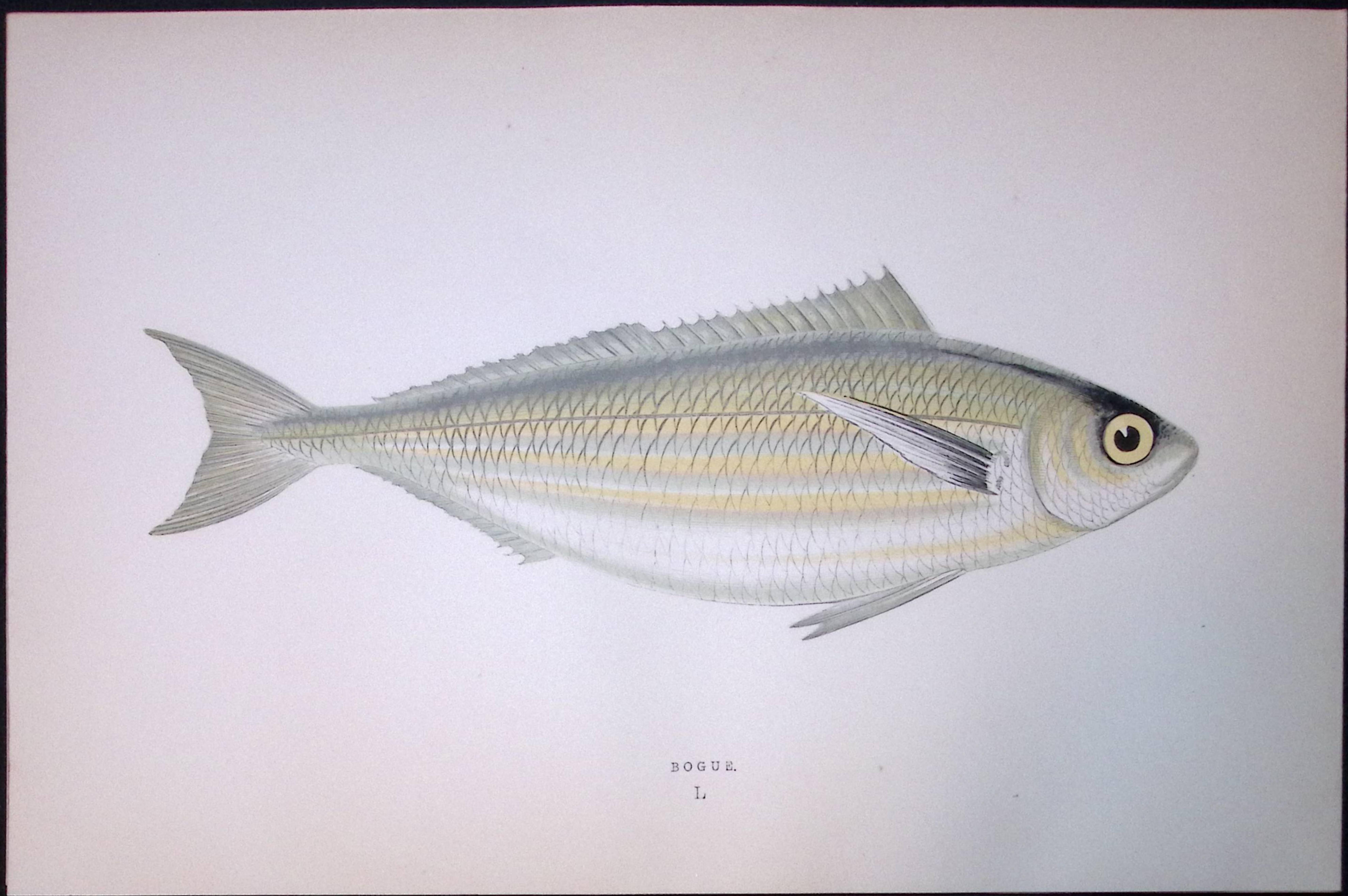 Bogue Sea Bream Fish Scarce Antique 1877 J. Couch Woodblock Engraving-192