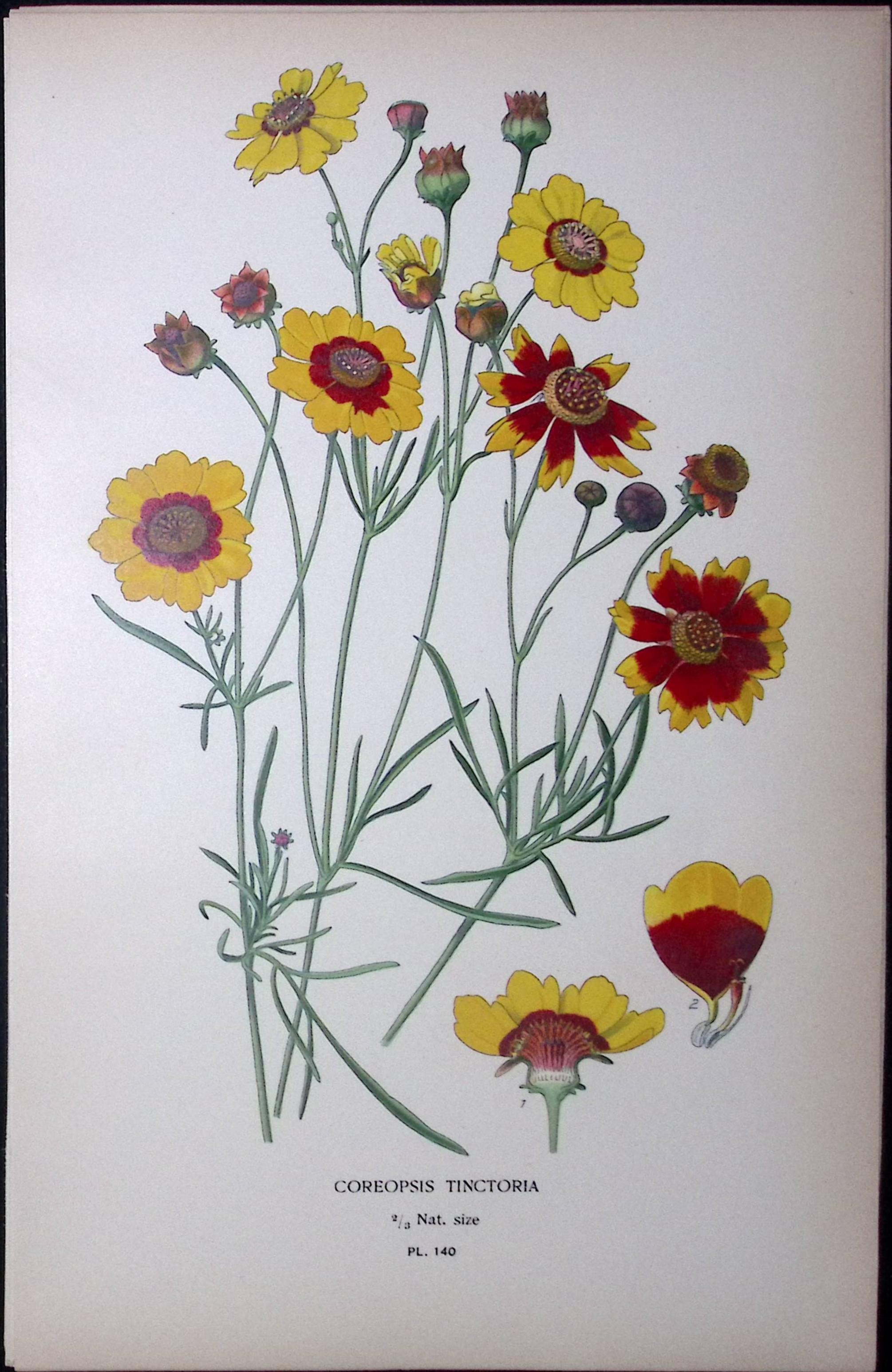 Golden Tickseed Flower Edward Step Rare Antique Botanical Book Plate-140