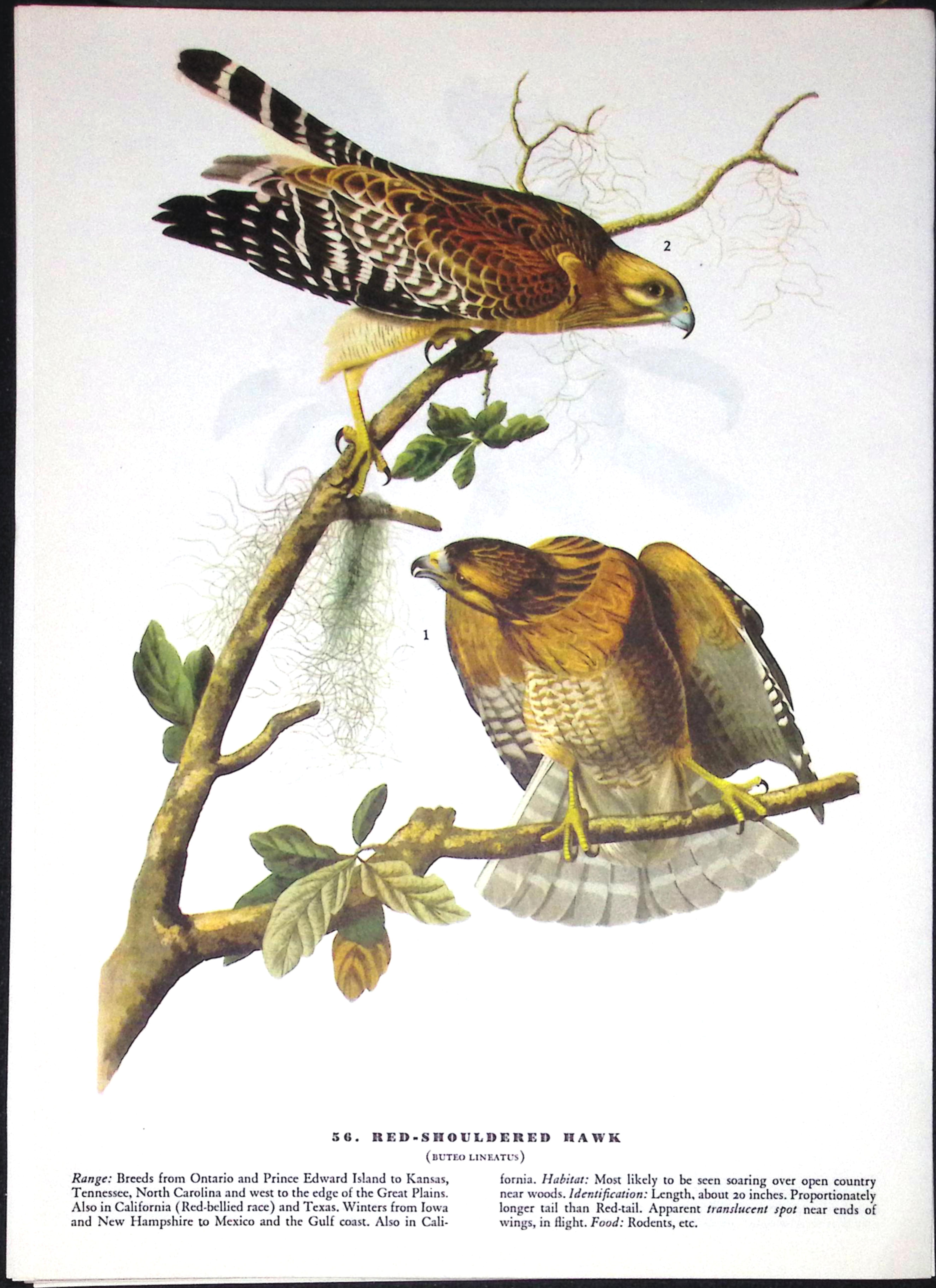 Job-Lot John James Audubon Birds of America 72-Year-Old Coloured Book Plates-21