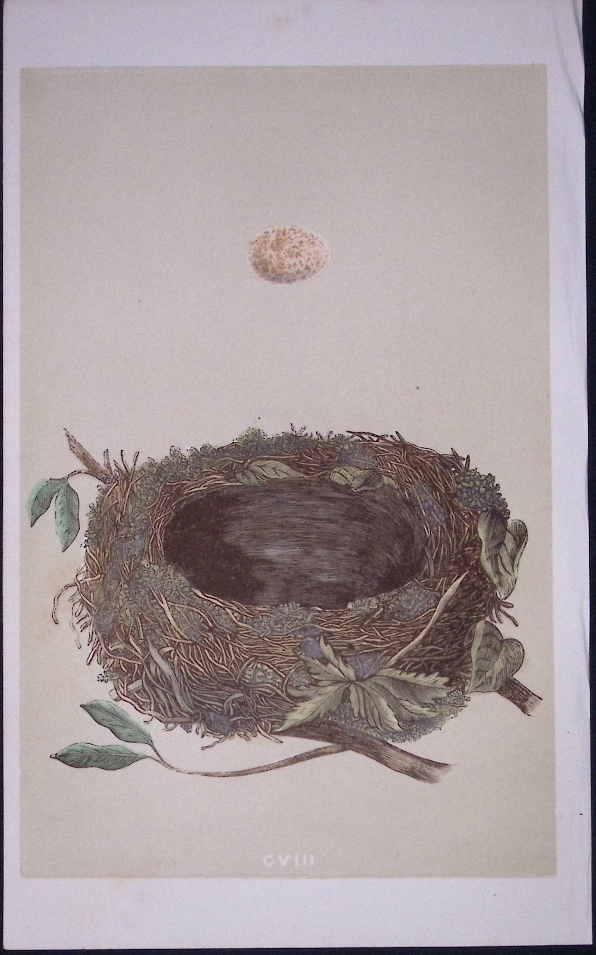 Rev Morris Redbreast Bird Nest & Egg Antique Woodblock Engraving-38