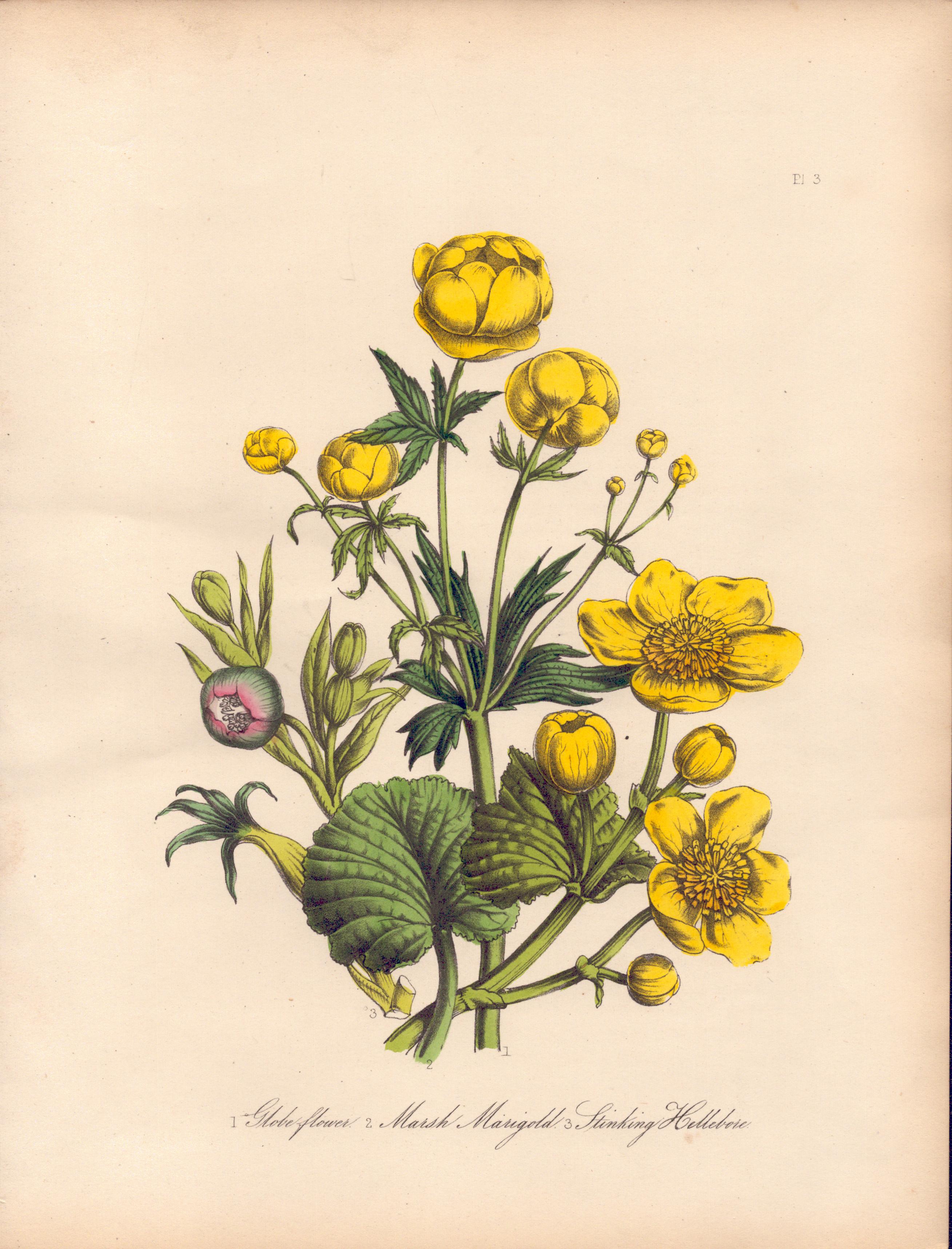 Rare 165-Yr-Old Antique Wildflower Gilt-Edged Illustration Jane Webb Loudon -3.