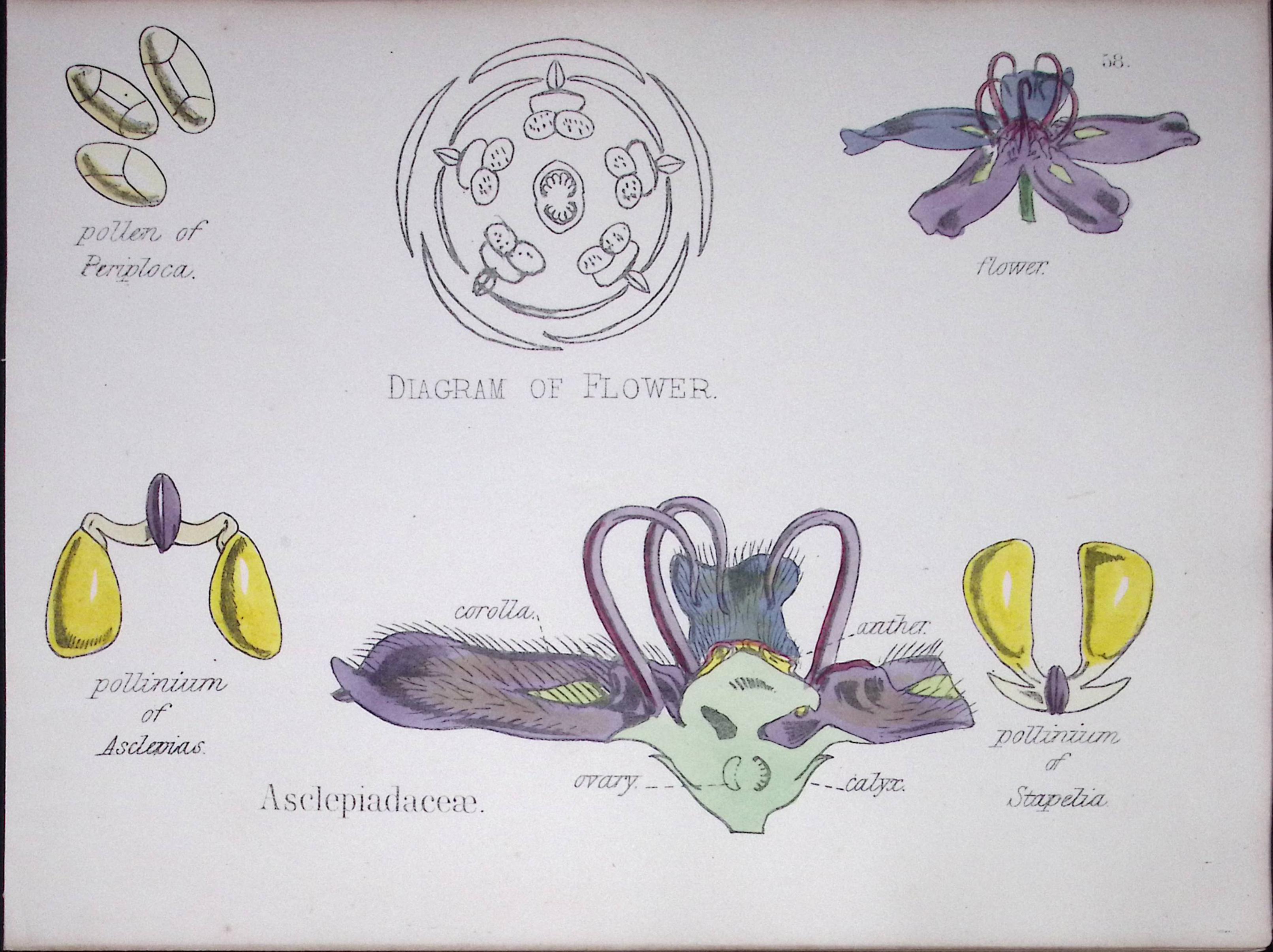 Milkweeds Botanical Flower Diagram Rare Antique First Edition Illustration-58
