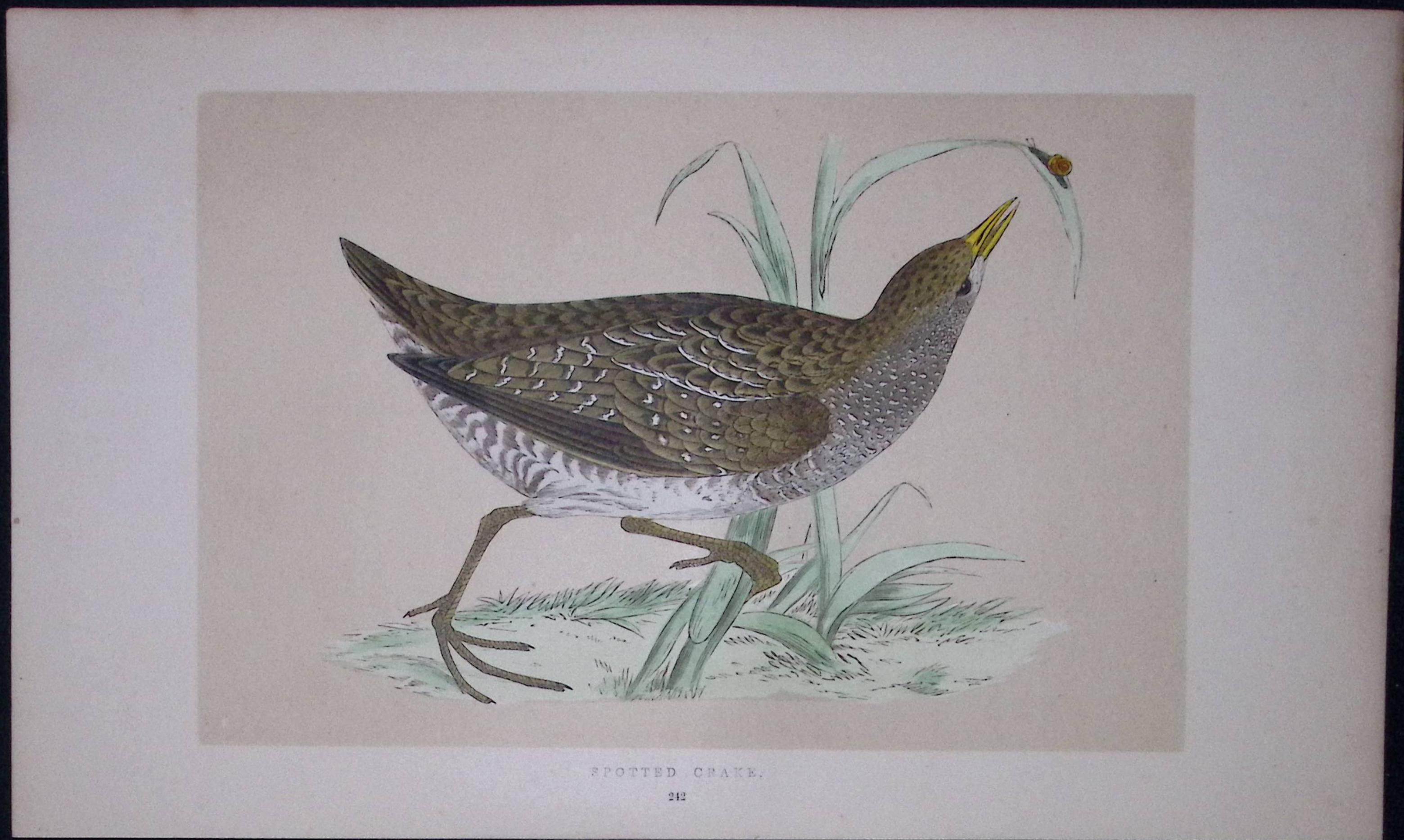 Spotted Crake Bird- Rev Morris First Edition Antique Woodblock Engraving-61