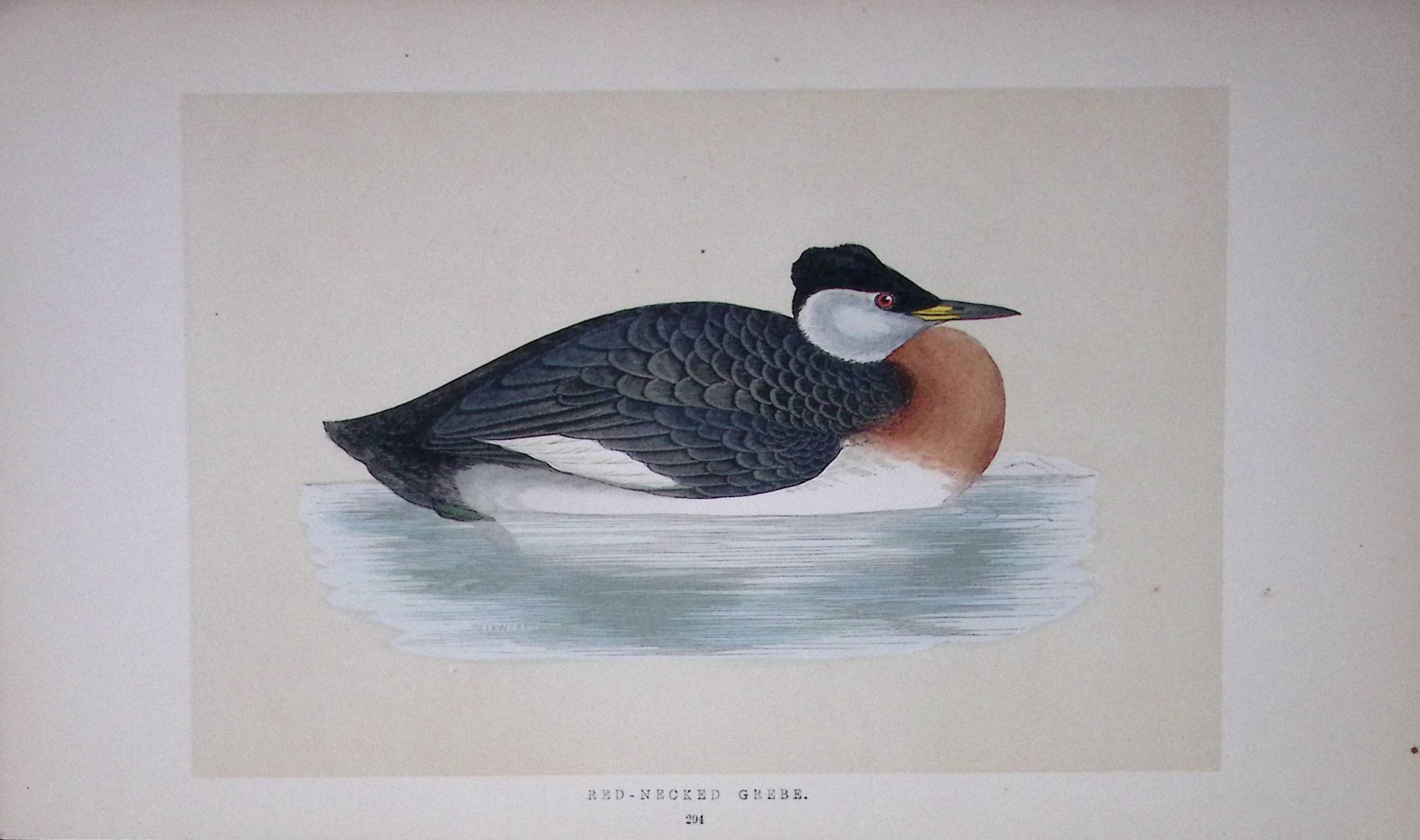 Red Headed Grebe Bird- Rev Morris First Edition Antique Woodblock Engraving-104