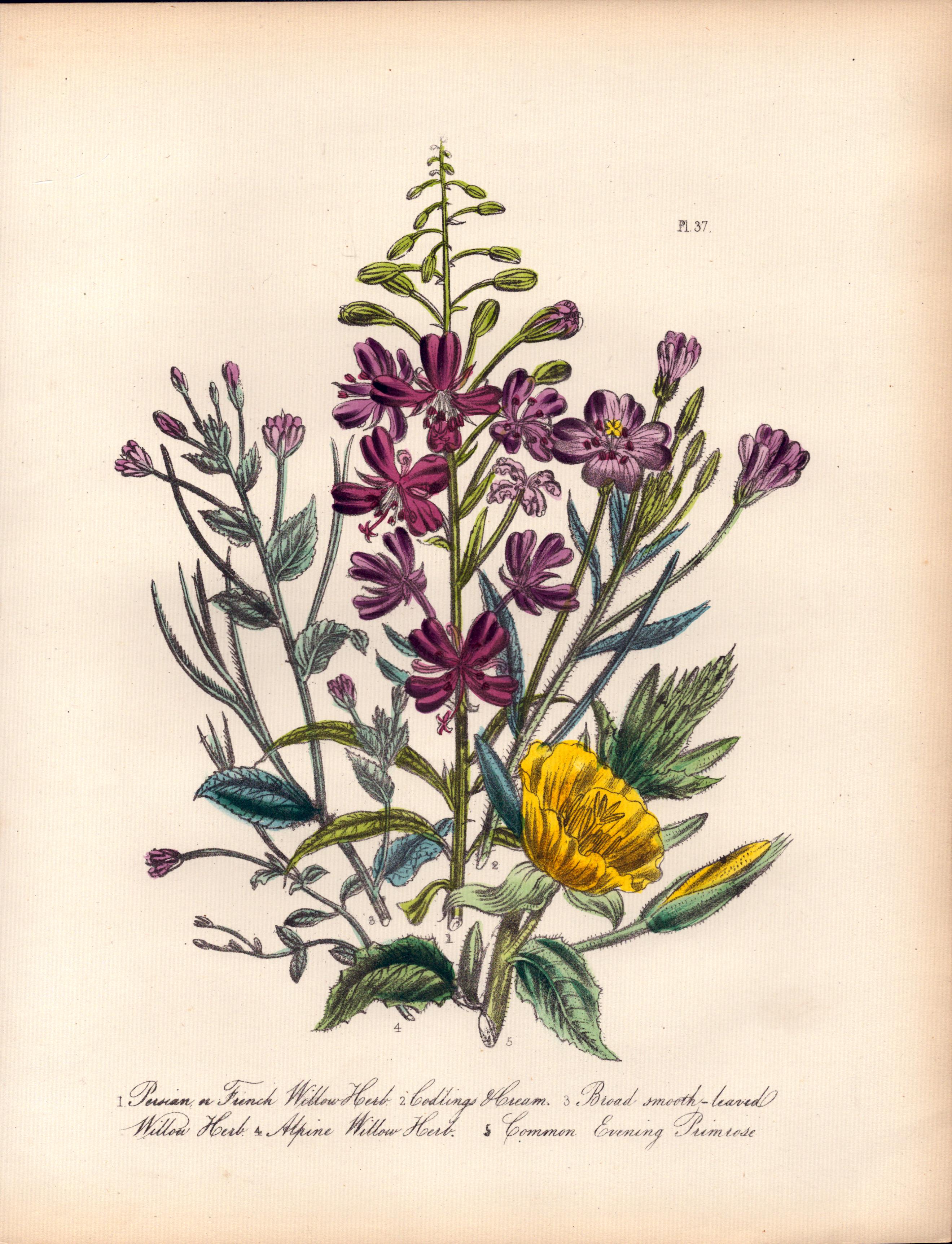 Rare 165-Yr-Old Antique Wildflower Gilt-Edged Illustration Jane Webb Loudon-37.