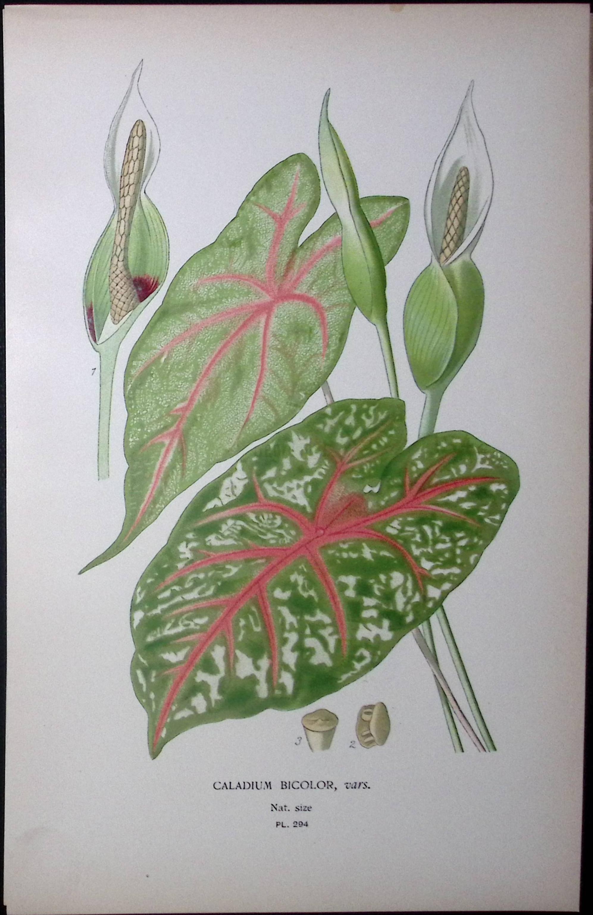 Heart of Jesus Edward Step Rare Antique Botanical Book Plate-294