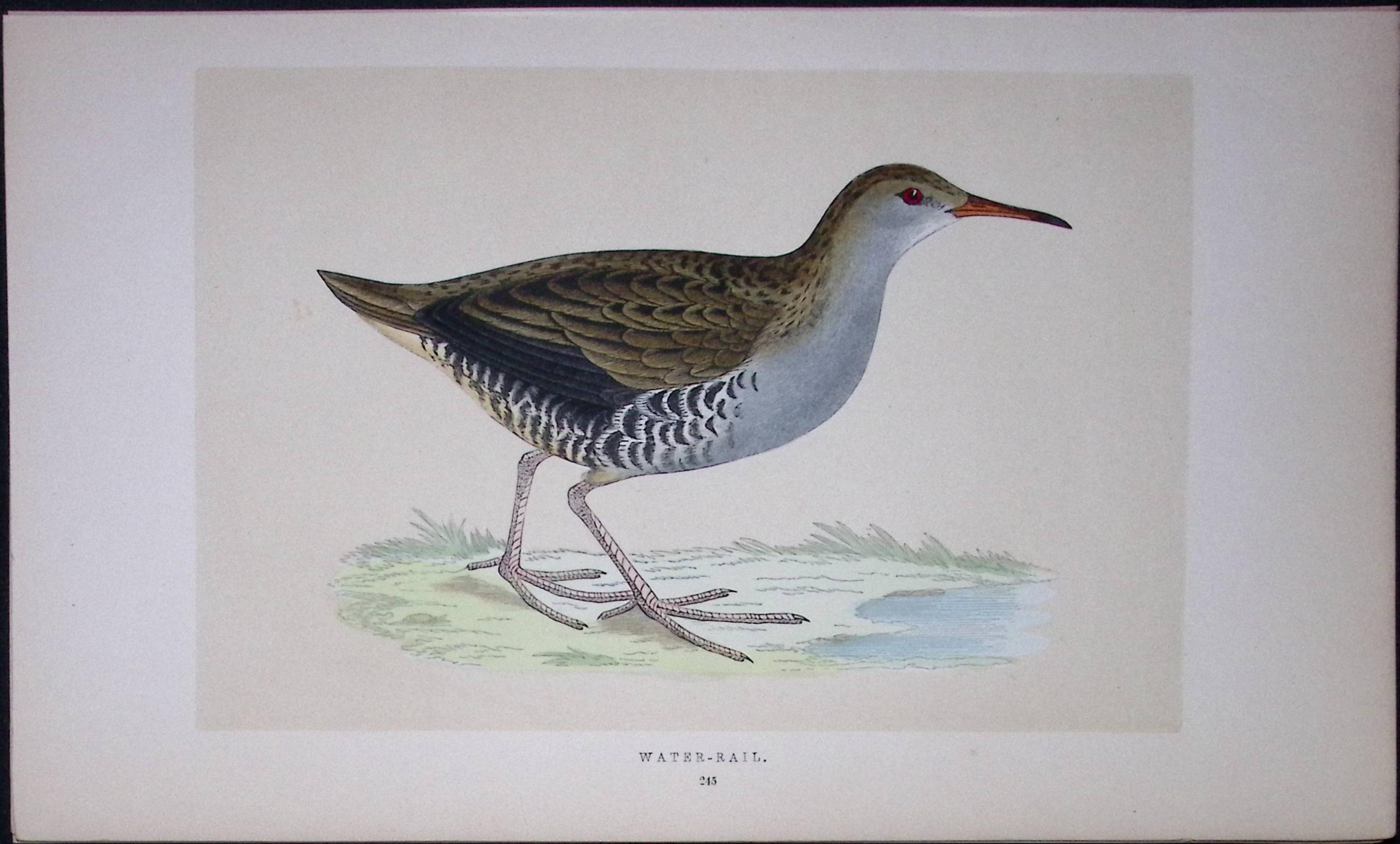 Water-Rail Bird- Rev Morris First Edition Antique Woodblock Engraving-64