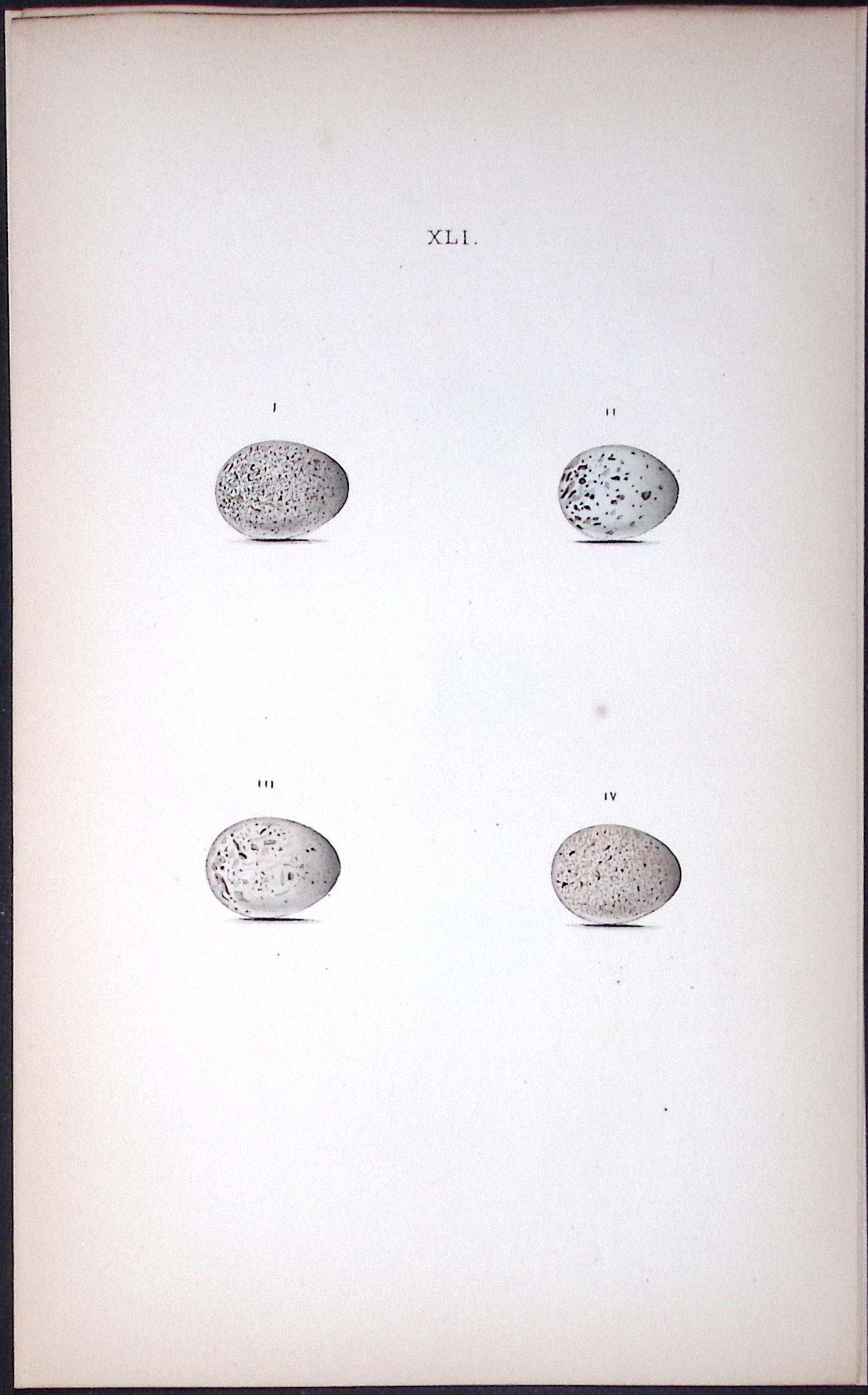 Pied Wagtail William Hewitson Antique Nests & Eggs of British Birds Print-72