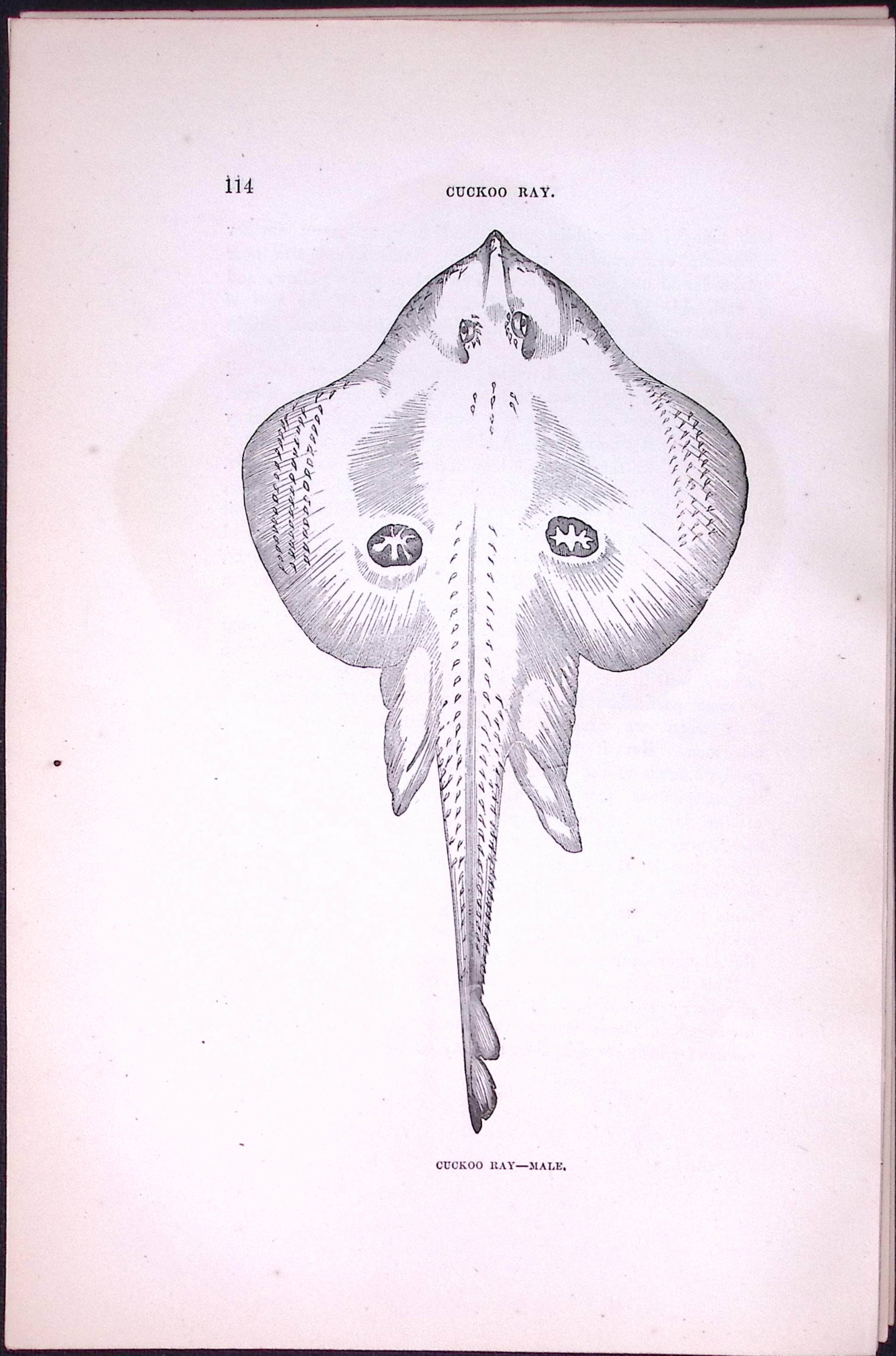 Cuckoo Ray Fish Scarce Antique 1877 Johnathan Couch Woodblock Engraving-106