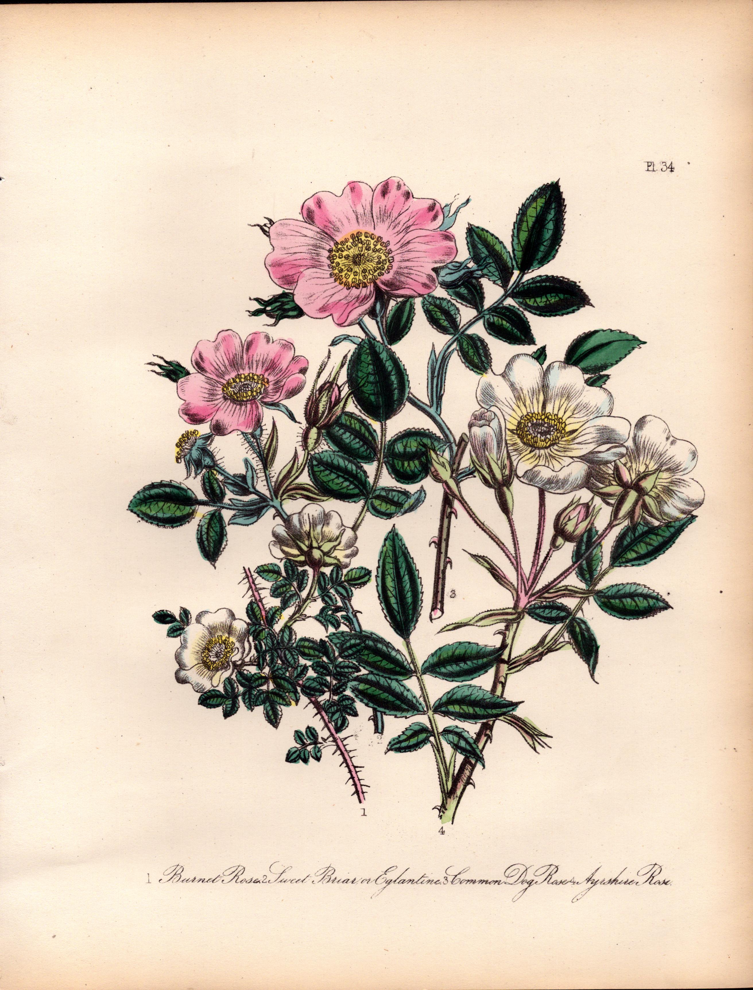 Rare 165-Yr-Old Antique Wildflower Gilt-Edged Illustration Jane Webb Loudon-34.