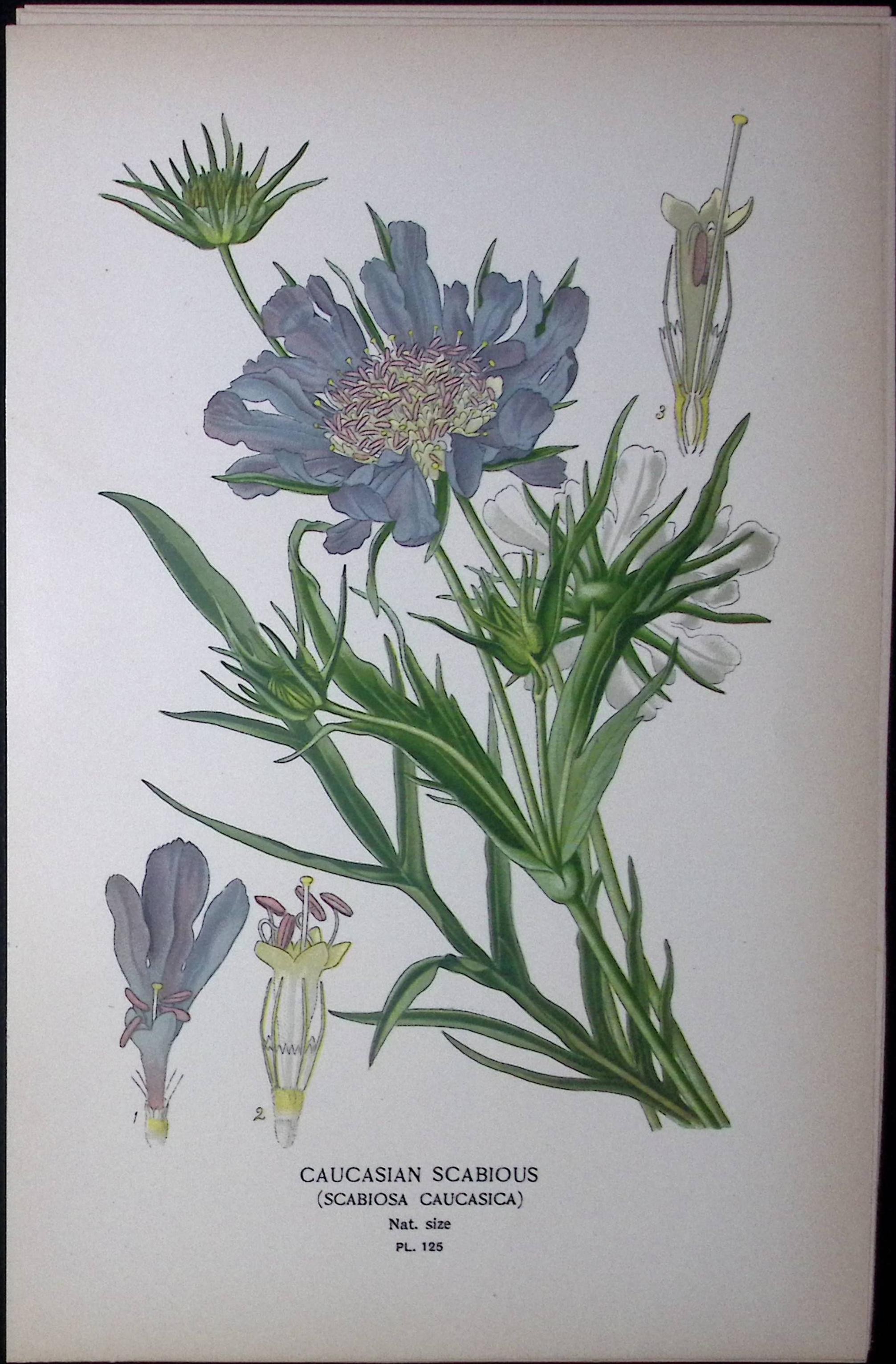 Pin Cushion Flower Edward Step Rare Antique Botanical Book Plate-125