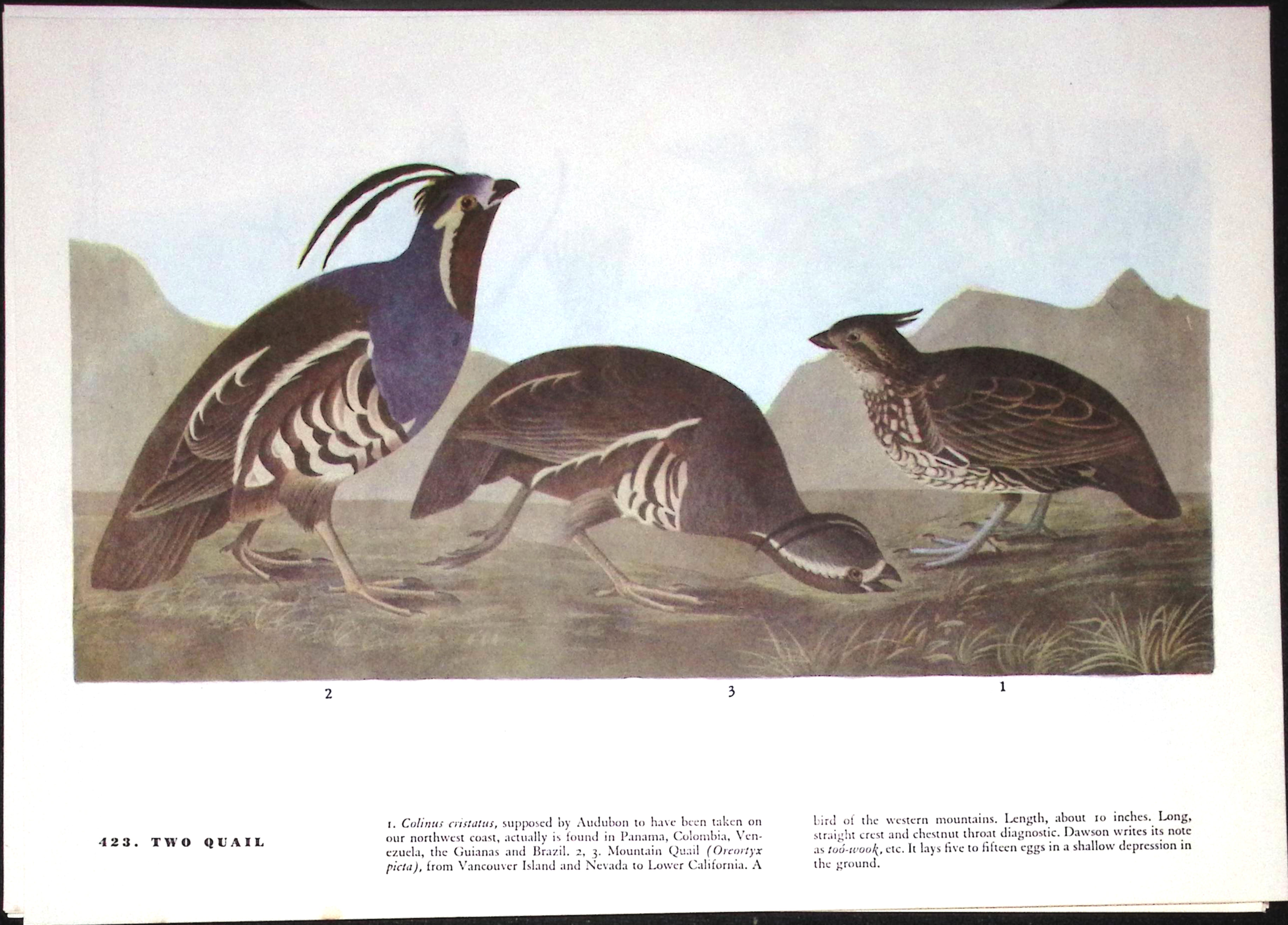 Job-Lot John James Audubon Birds of America 72-Year-Old Coloured Book Plates-32
