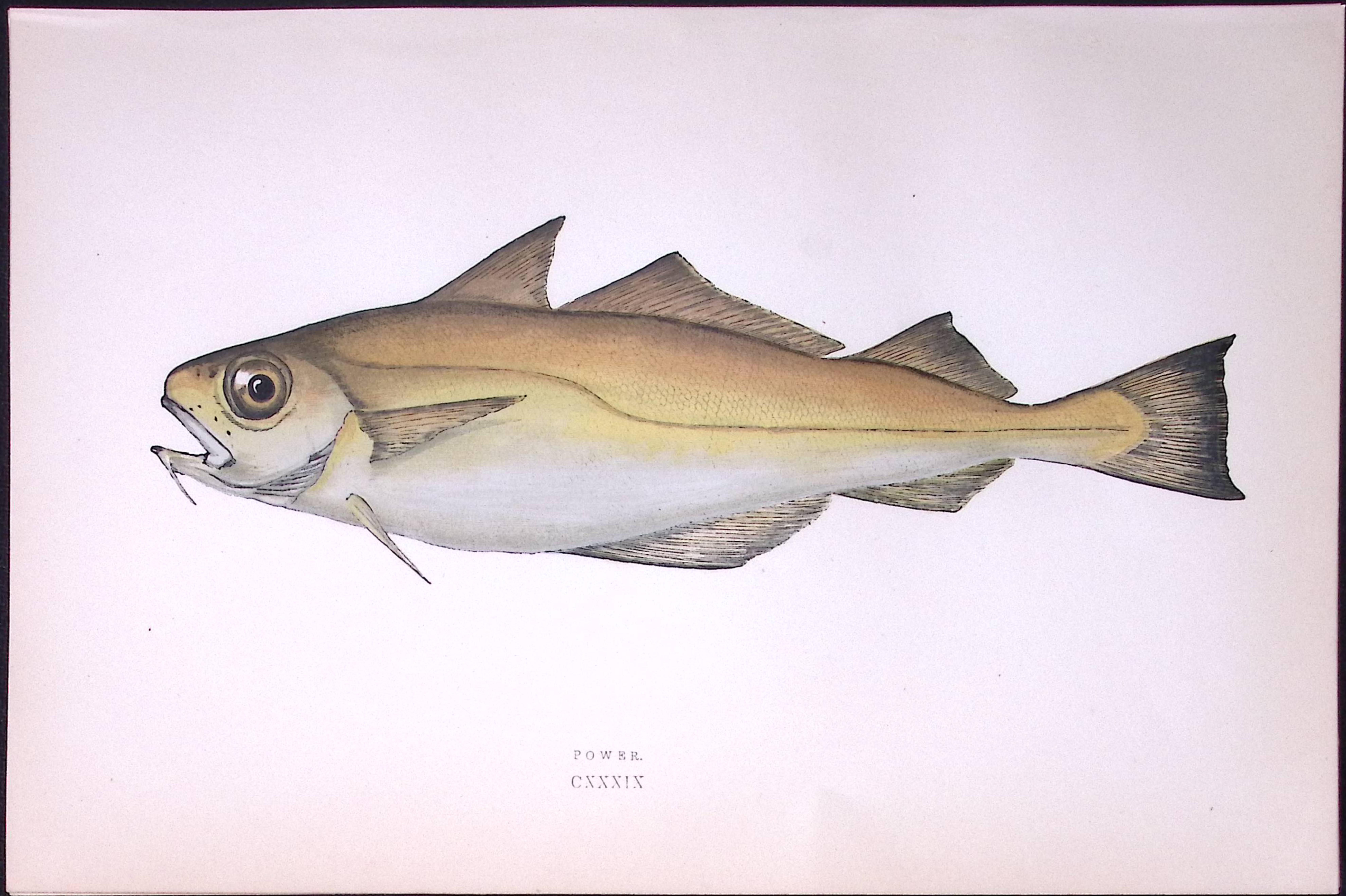 Power Fish Scarce Antique 1877 Johnathan Couch Woodblock Engraving-87