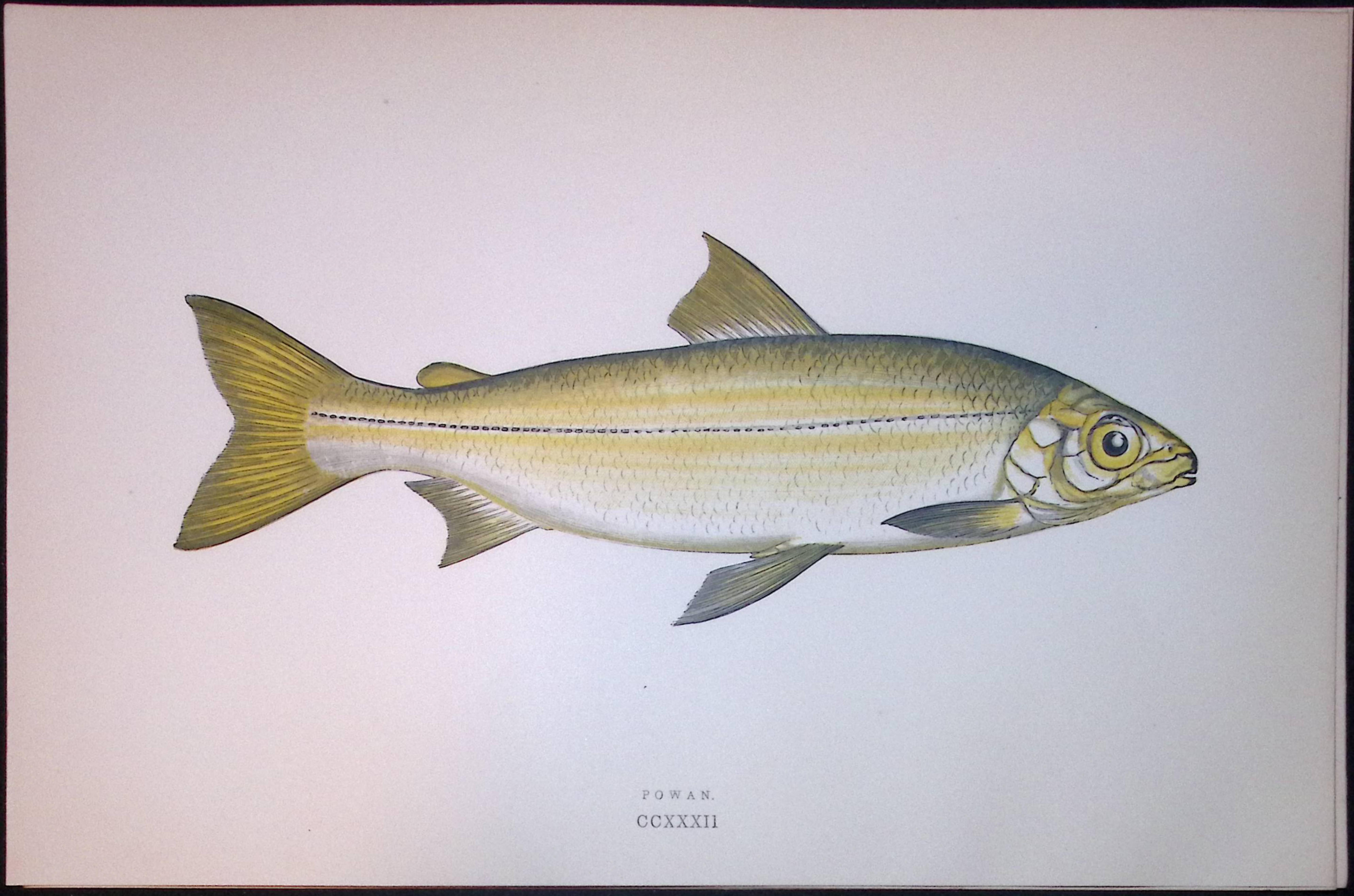 Powan Fish Scarce Antique 1877 J. Couch Woodblock Engraving-142