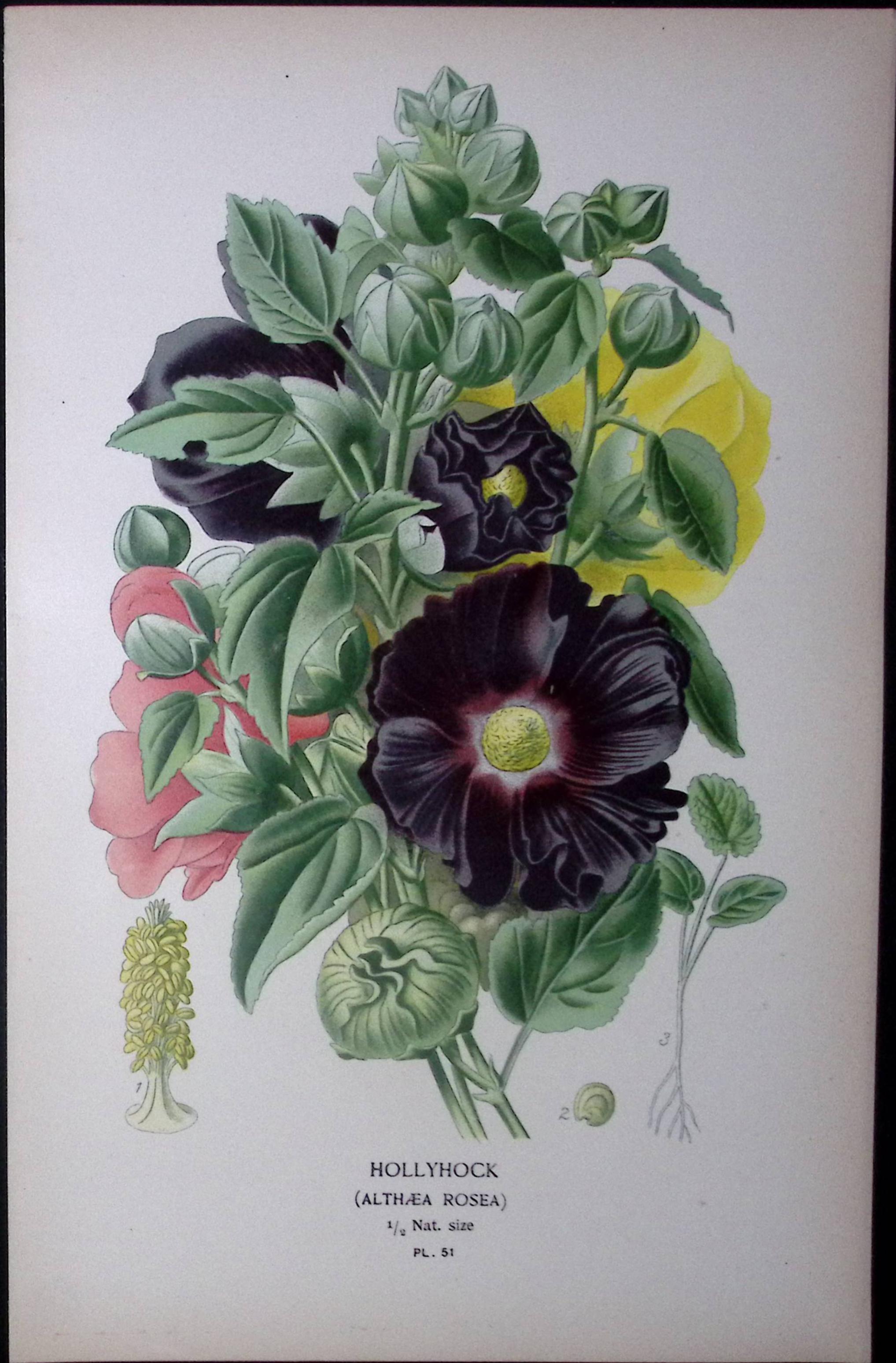 Hollyhock Edward Step Rare Antique Botanical Book Plate-51