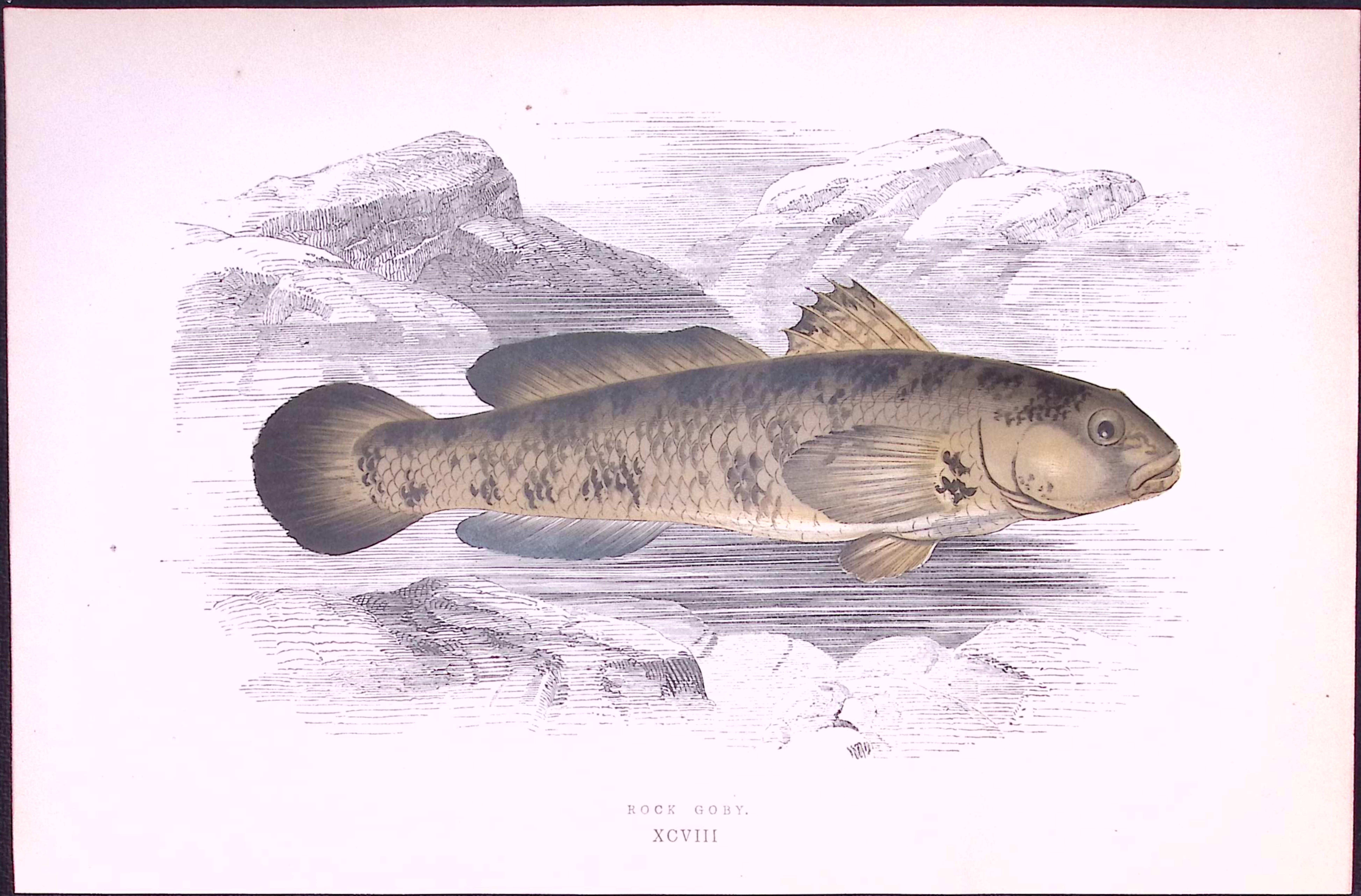 Rock Goby Fish Scarce Antique 1877 J. Couch Woodblock Engraving-231
