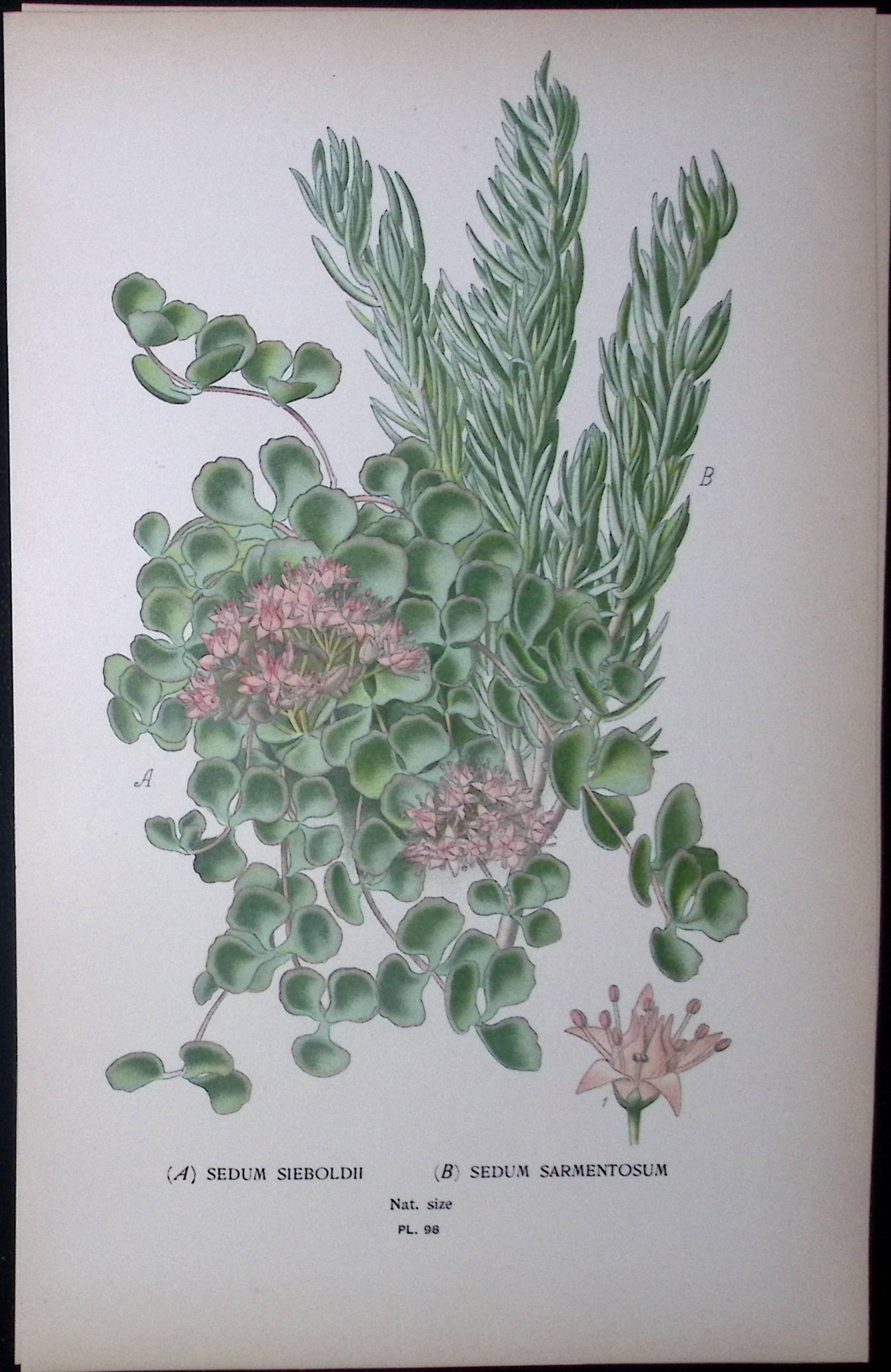 Sedum Sieboldii & Sarmentosum Edward Step Rare Antique Botanical Book Plate-98