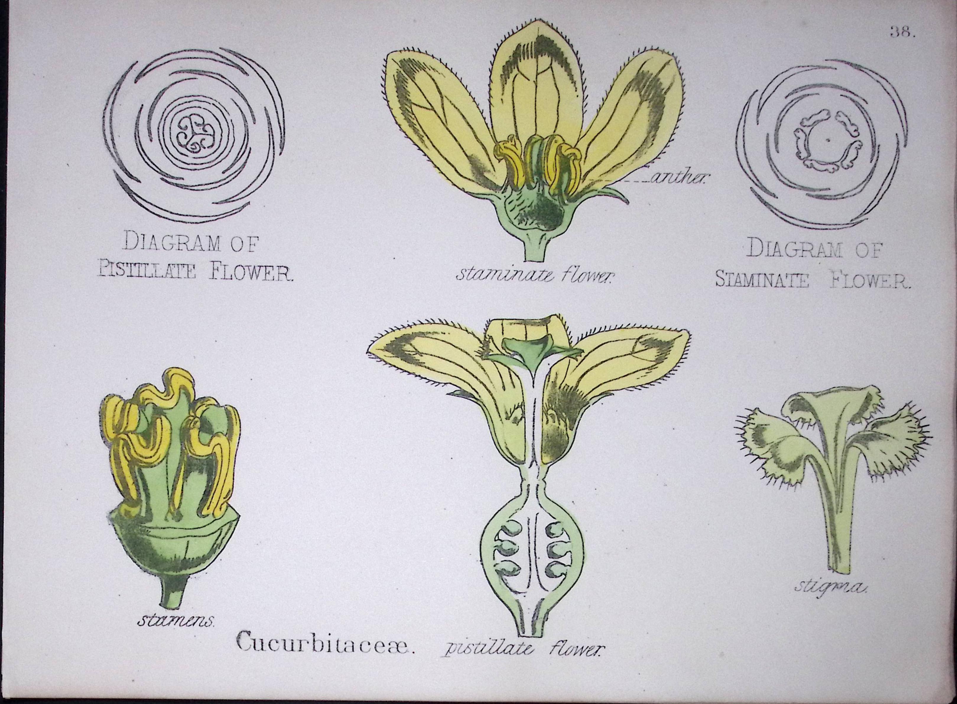 Cucurbits Botanical Flower Diagram Rare Antique First Edition Illustration-38