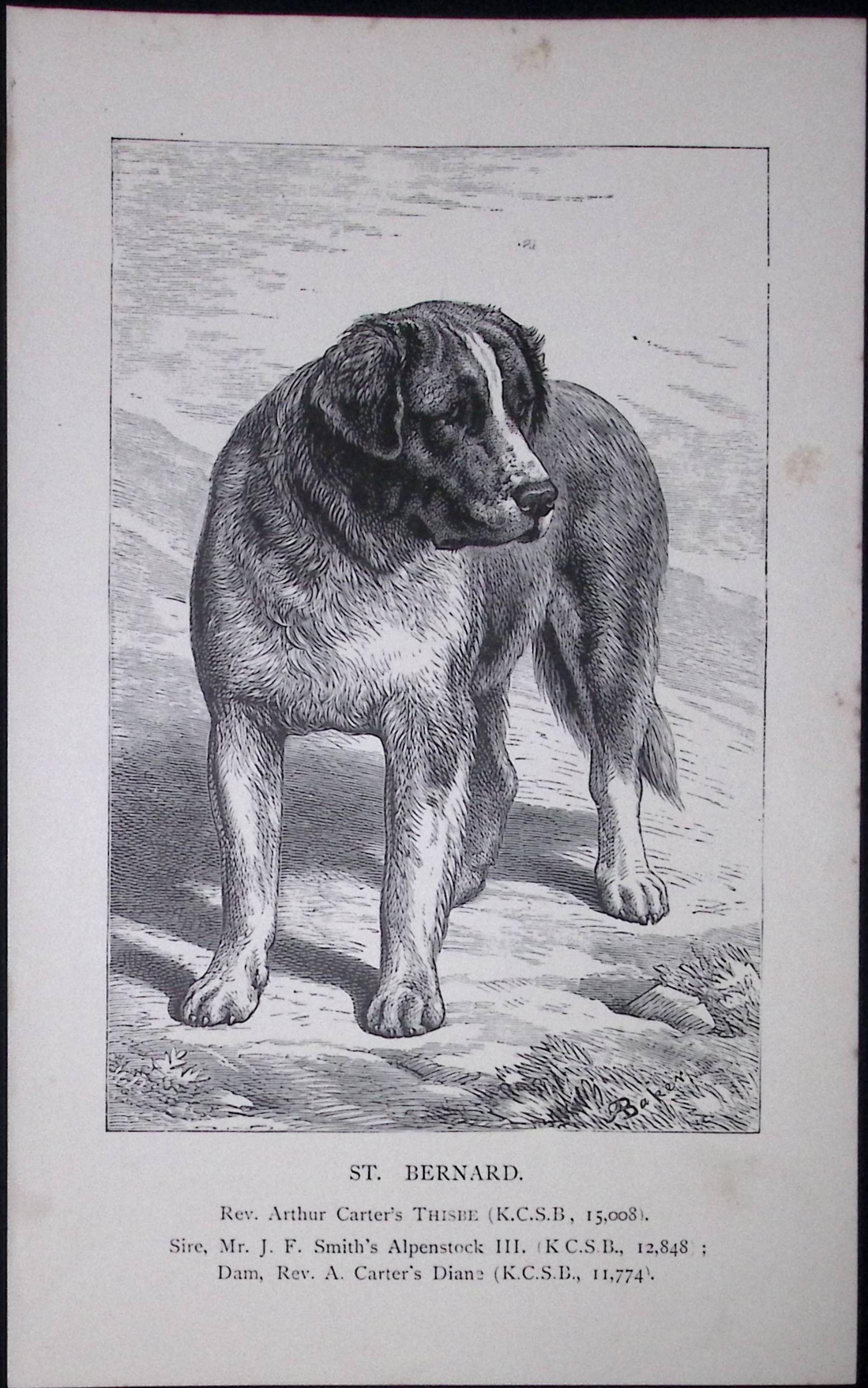 St Bernard British Dogs by Hugh Dalziel 1889 Antique Book Plate-44