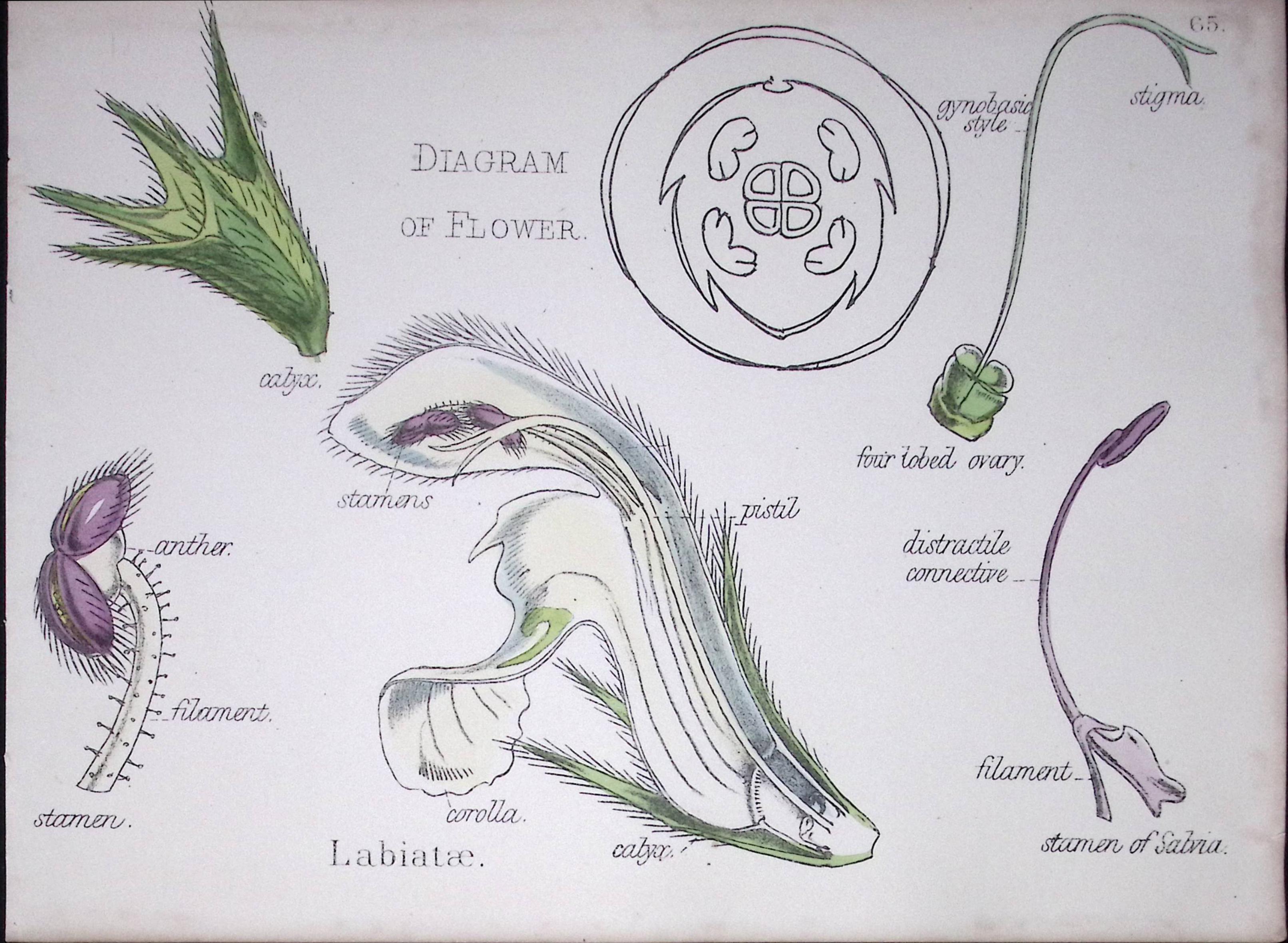 Mint-Sage Botanical Flower Diagram Rare Antique First Edition Illustration-65