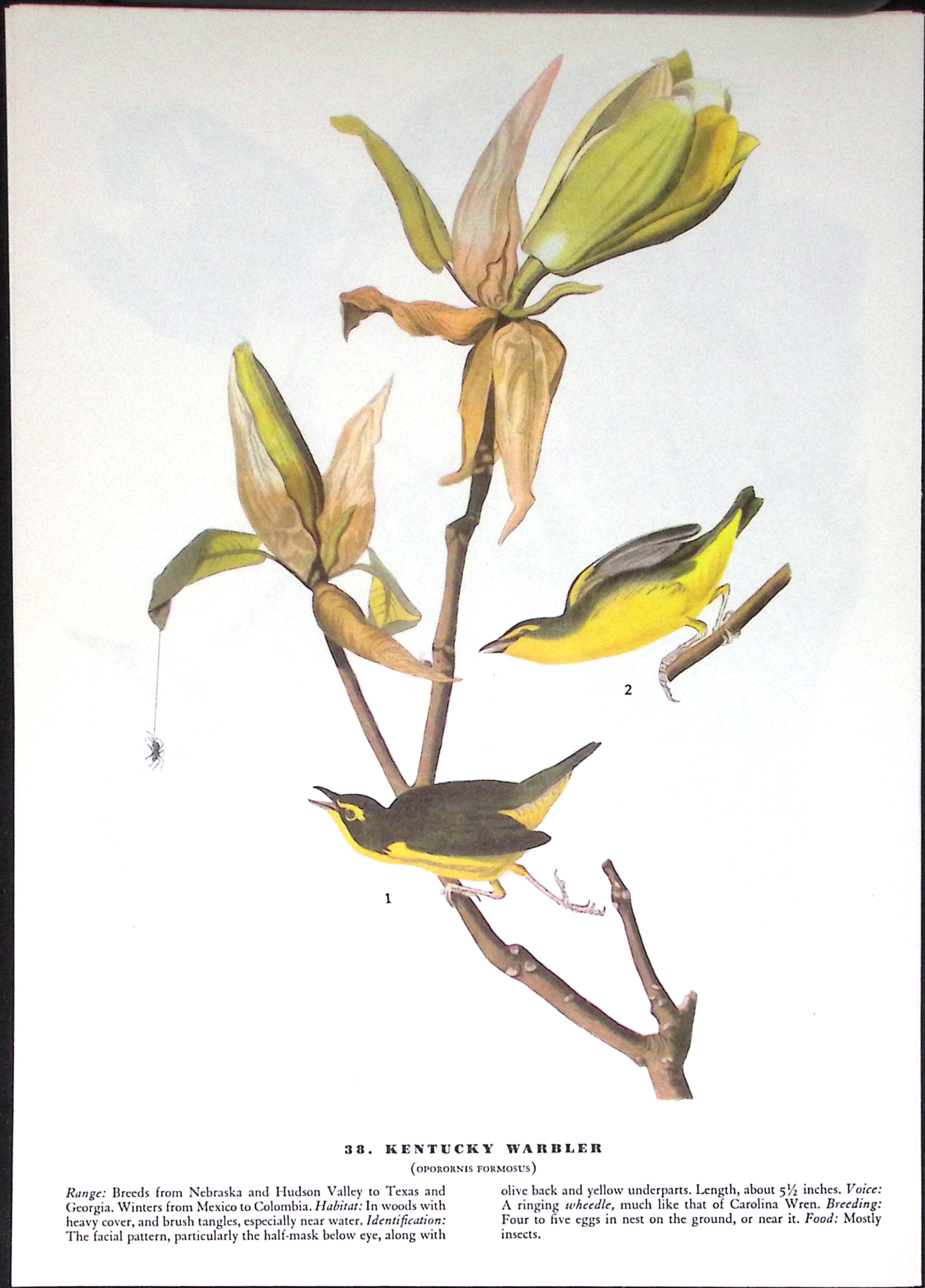 Job-Lot John James Audubon Birds of America 72-Year-Old Coloured Book Plates-28
