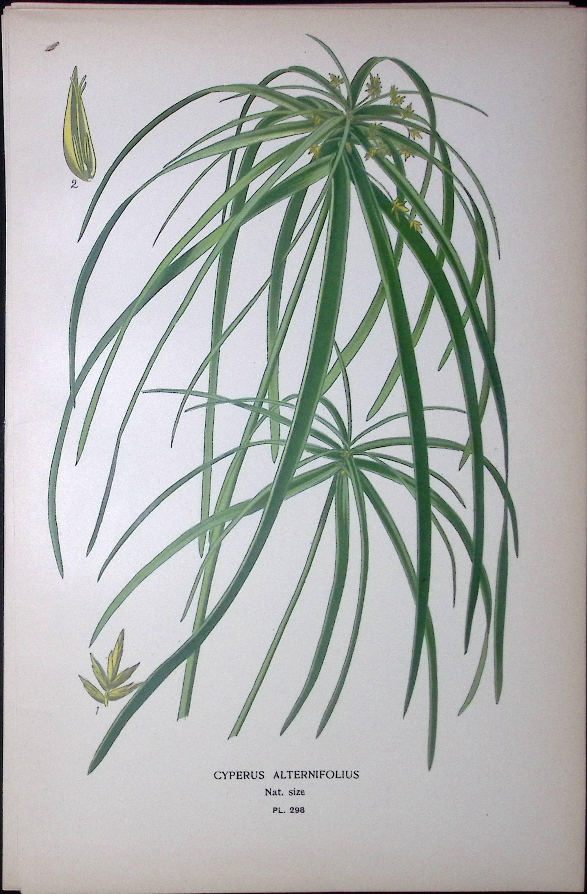 Umbrella Plant Edward Step Rare Antique Botanical Book Plate-298