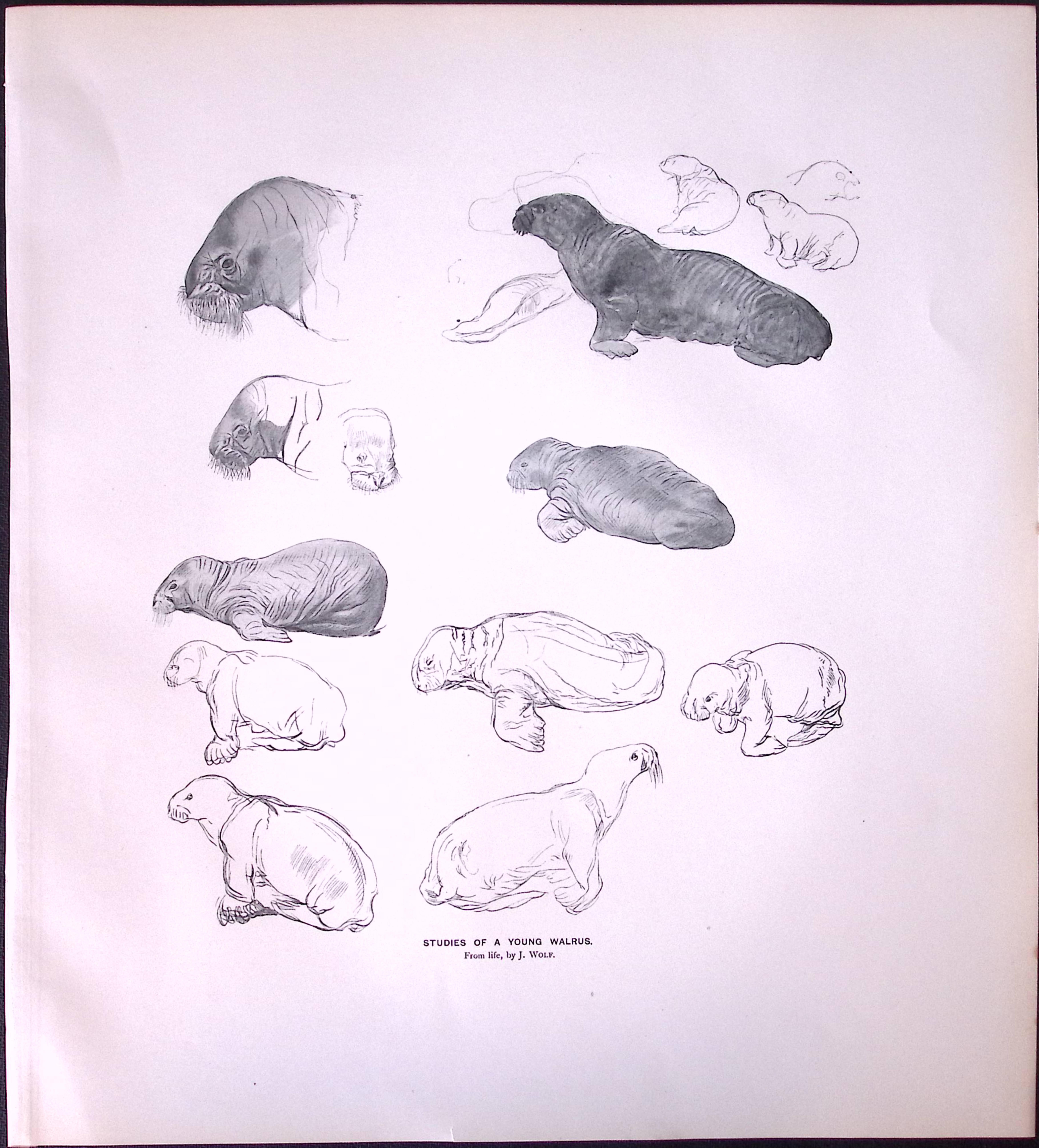 Job-Lot J.G. Millais Rare Limited-Edition Eagle ,Herons Otter, Walrus, Antique Prints-28