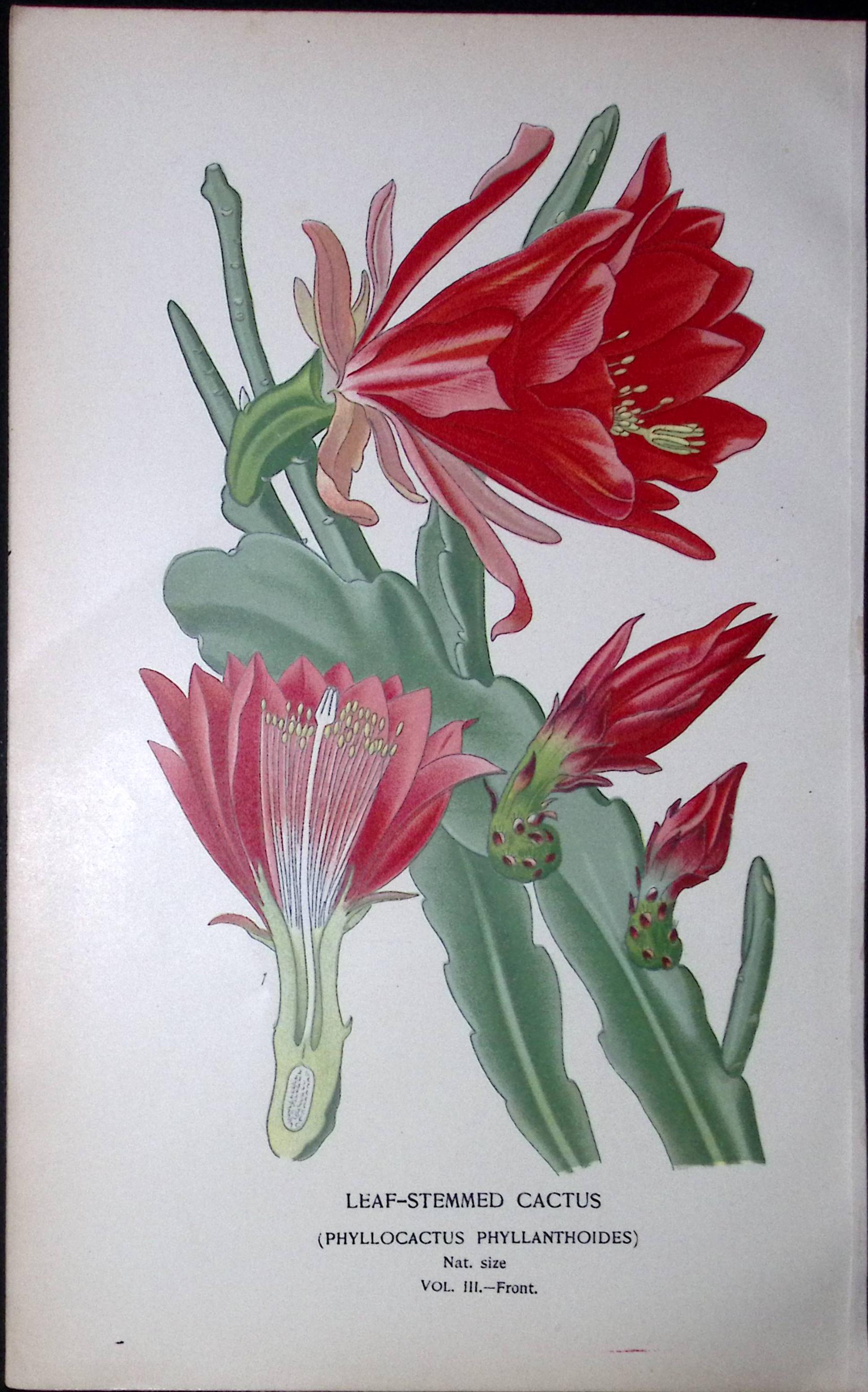 Leaf Stemmed Cactus Edward Step Rare Antique Botanical Book Plate-157a