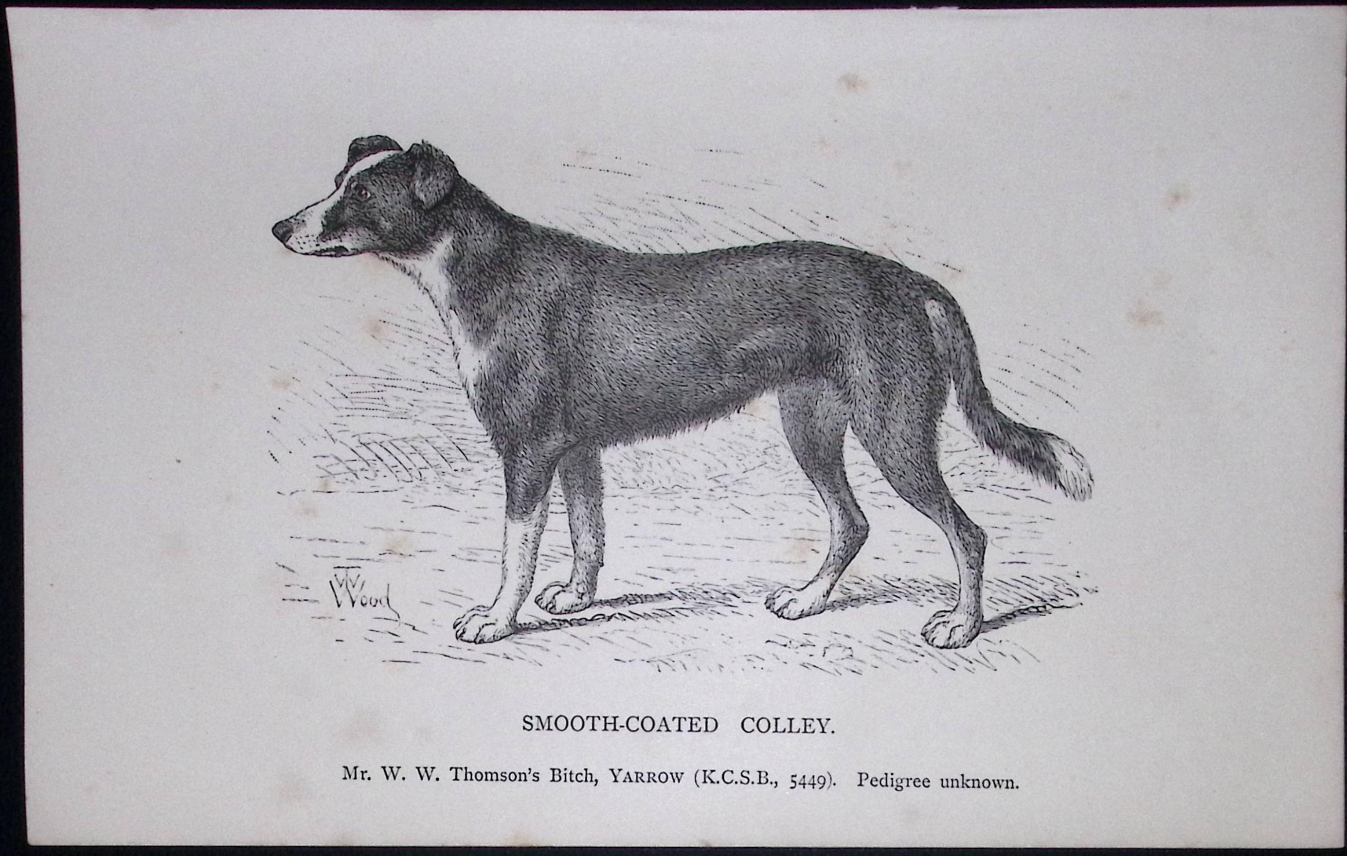 Smooth Coated Colley British Dogs by Hugh Dalziel 1889 Antique Book Plate-39