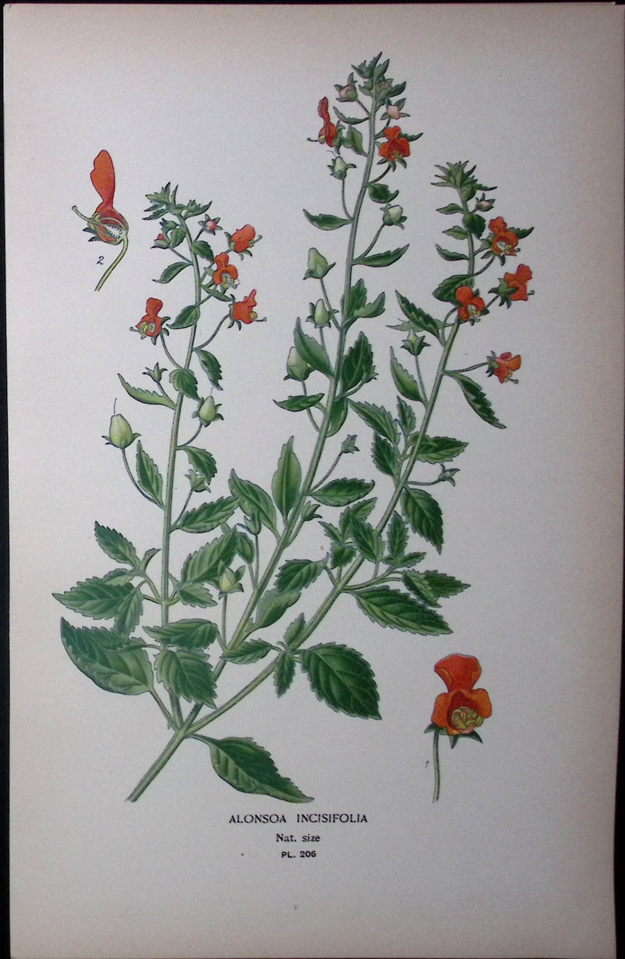 The Mask Flower Edward Step Rare Antique Botanical Book Plate-206