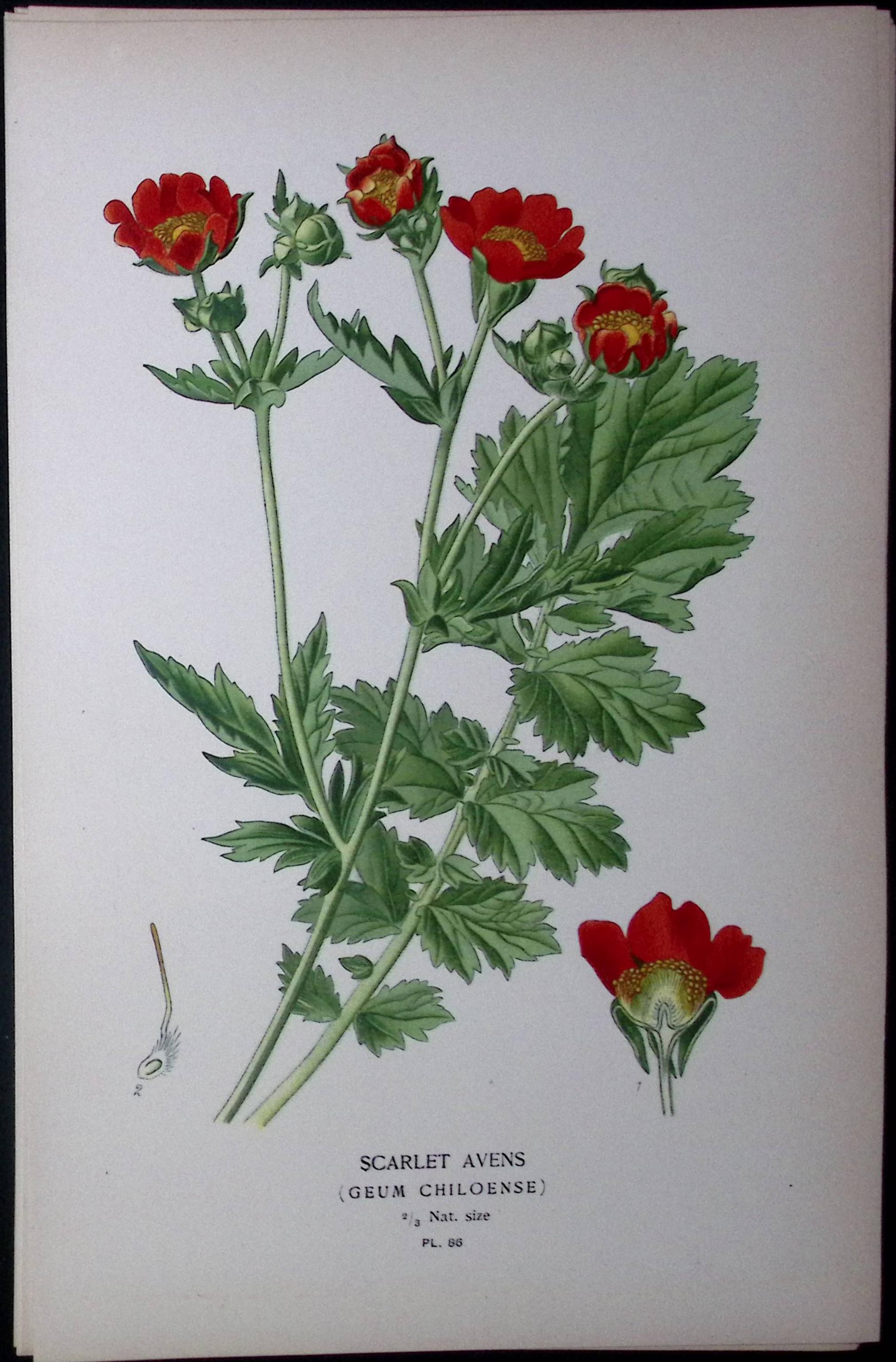 Scarlet Avens Rose Edward Step Rare Antique Botanical Book Plate-86