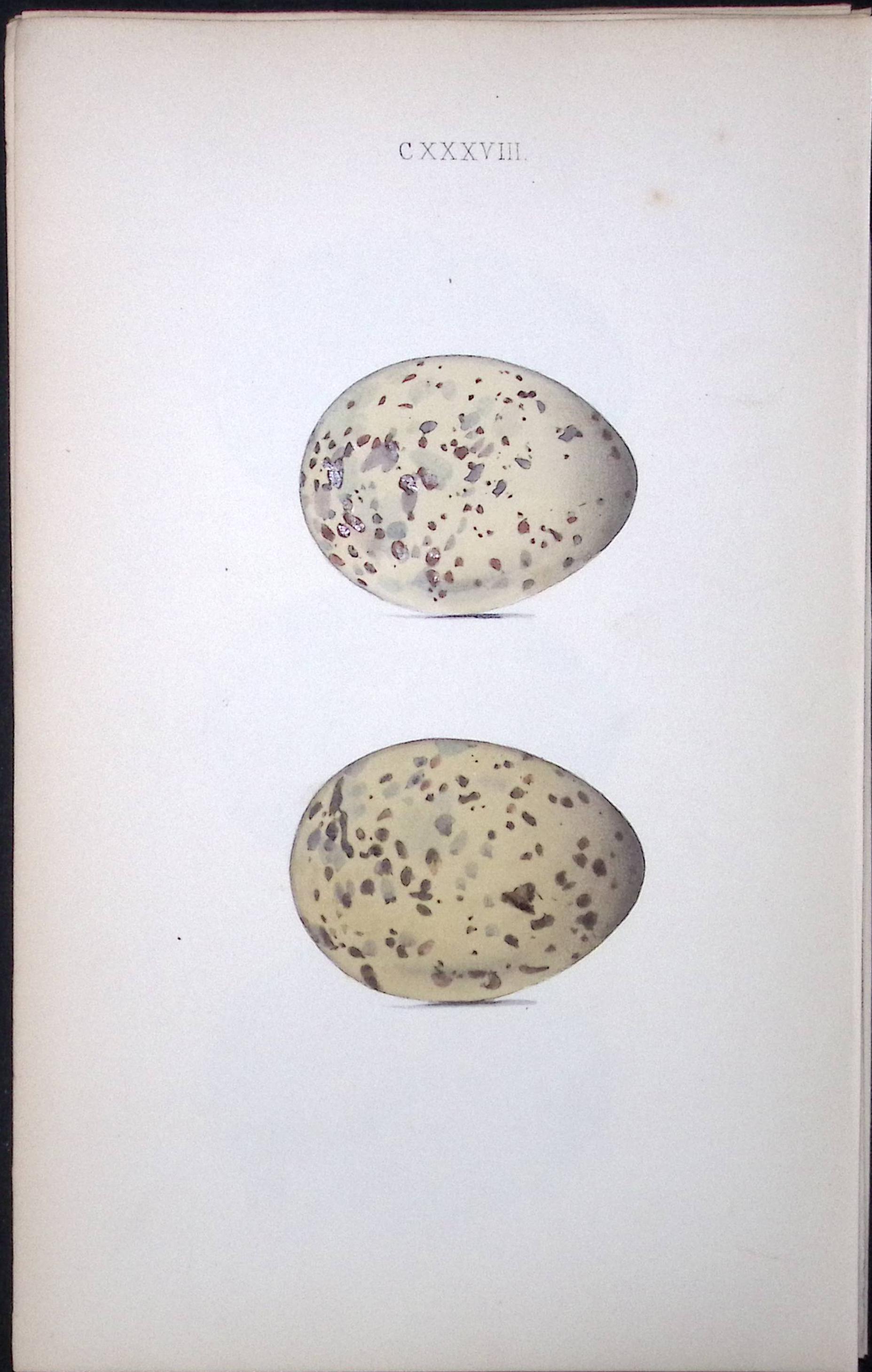 Common Gull-William Hewitson Antique Nests & Eggs of British Birds Print-102