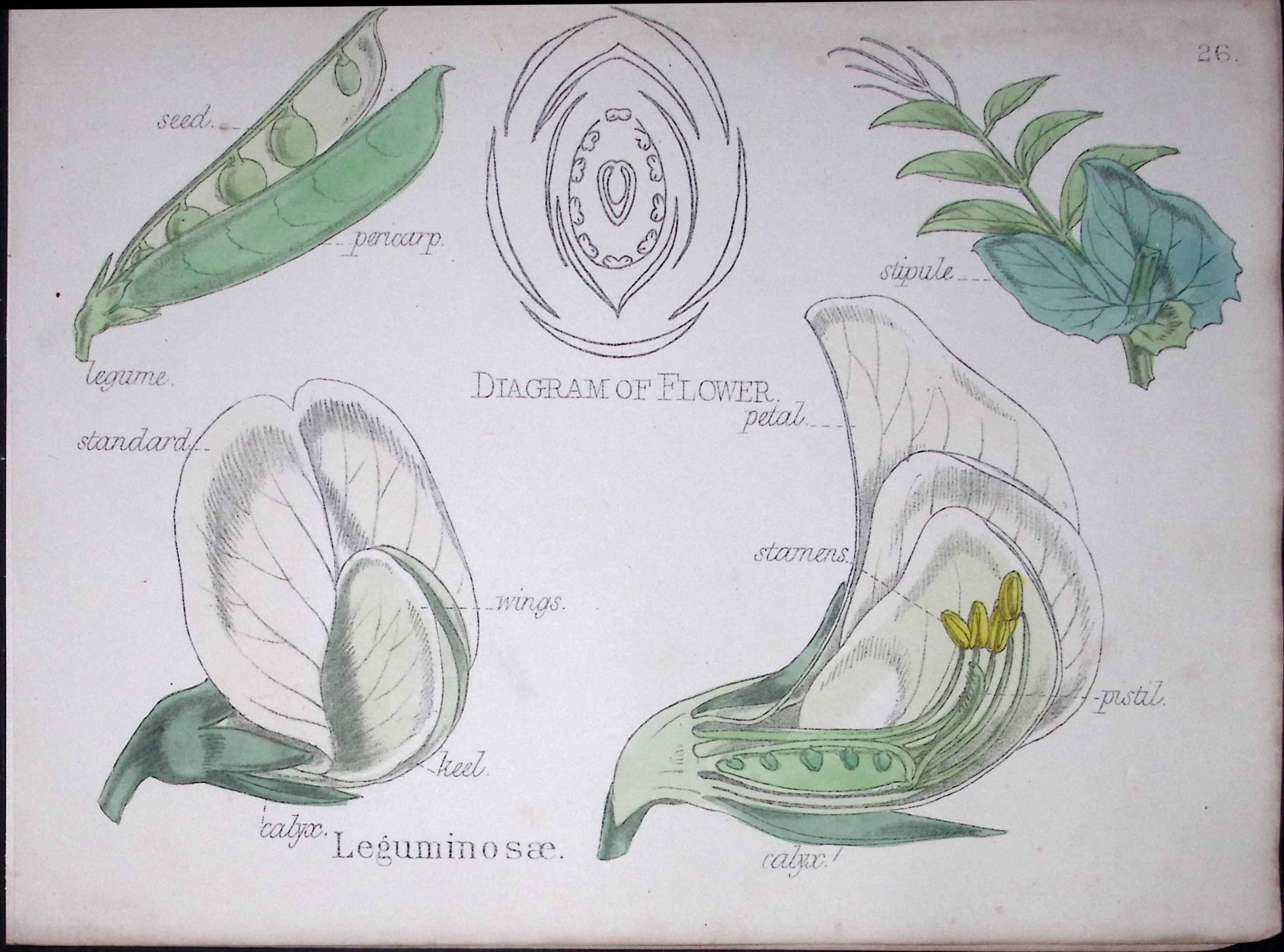 Legumes Botanical Flower Diagram Rare Antique First Edition Illustration-26