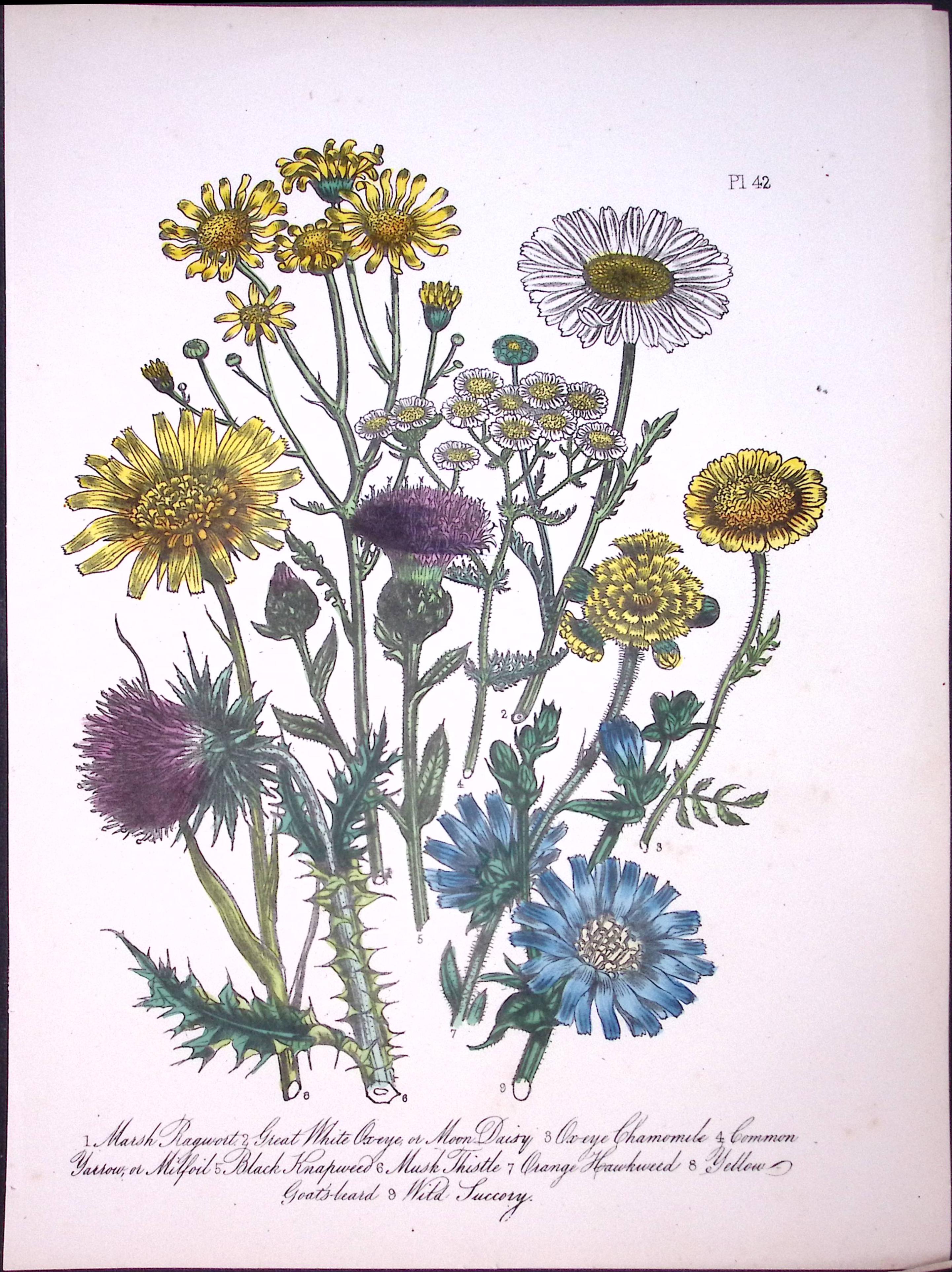 Rare 165-Yr-Old Antique Wildflower Gilt-Edged Illustration Jane Webb Loudon-42-A