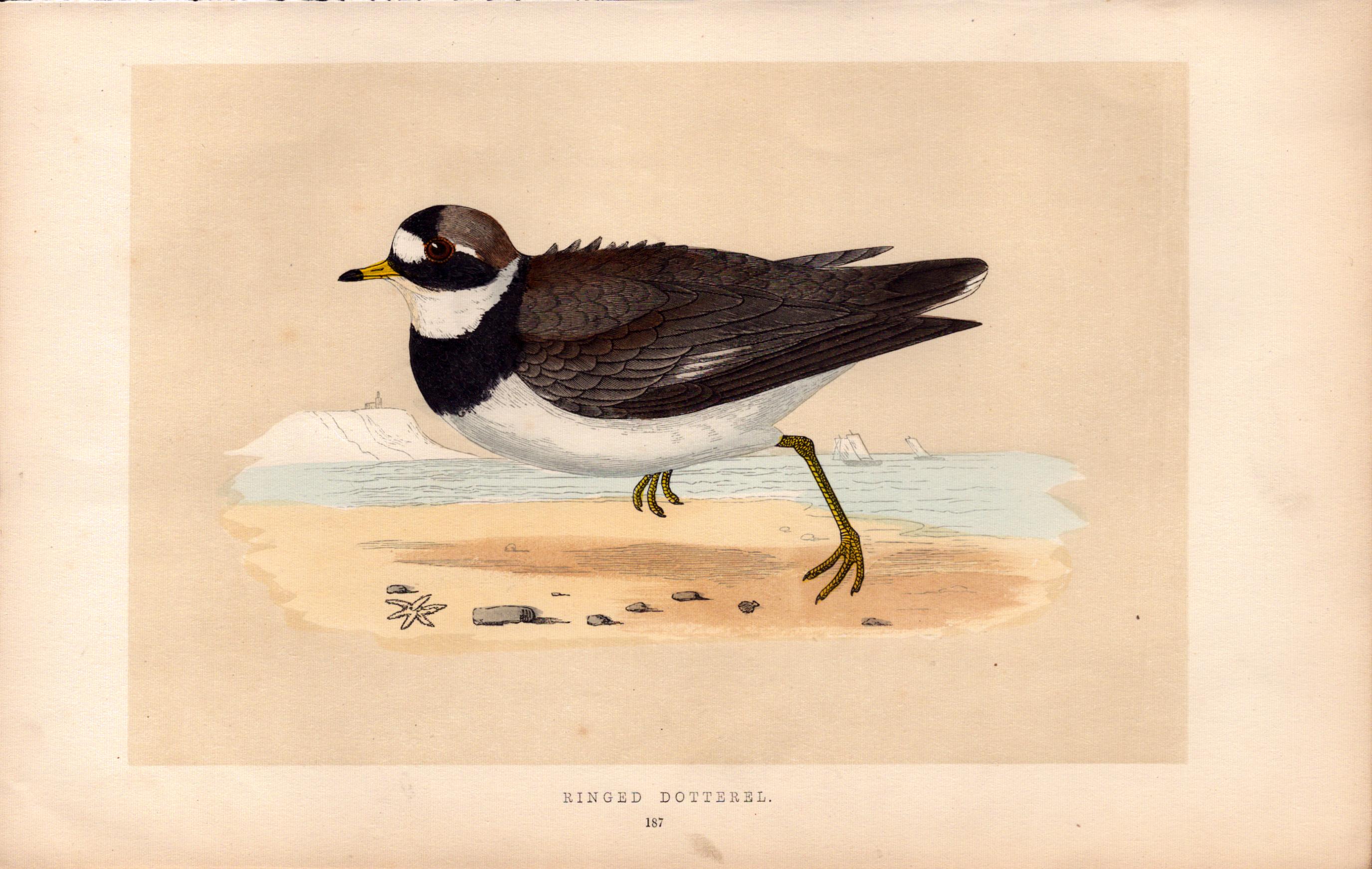 Ringed Dotterel Rev Morris Antique History of British Birds Engraving.