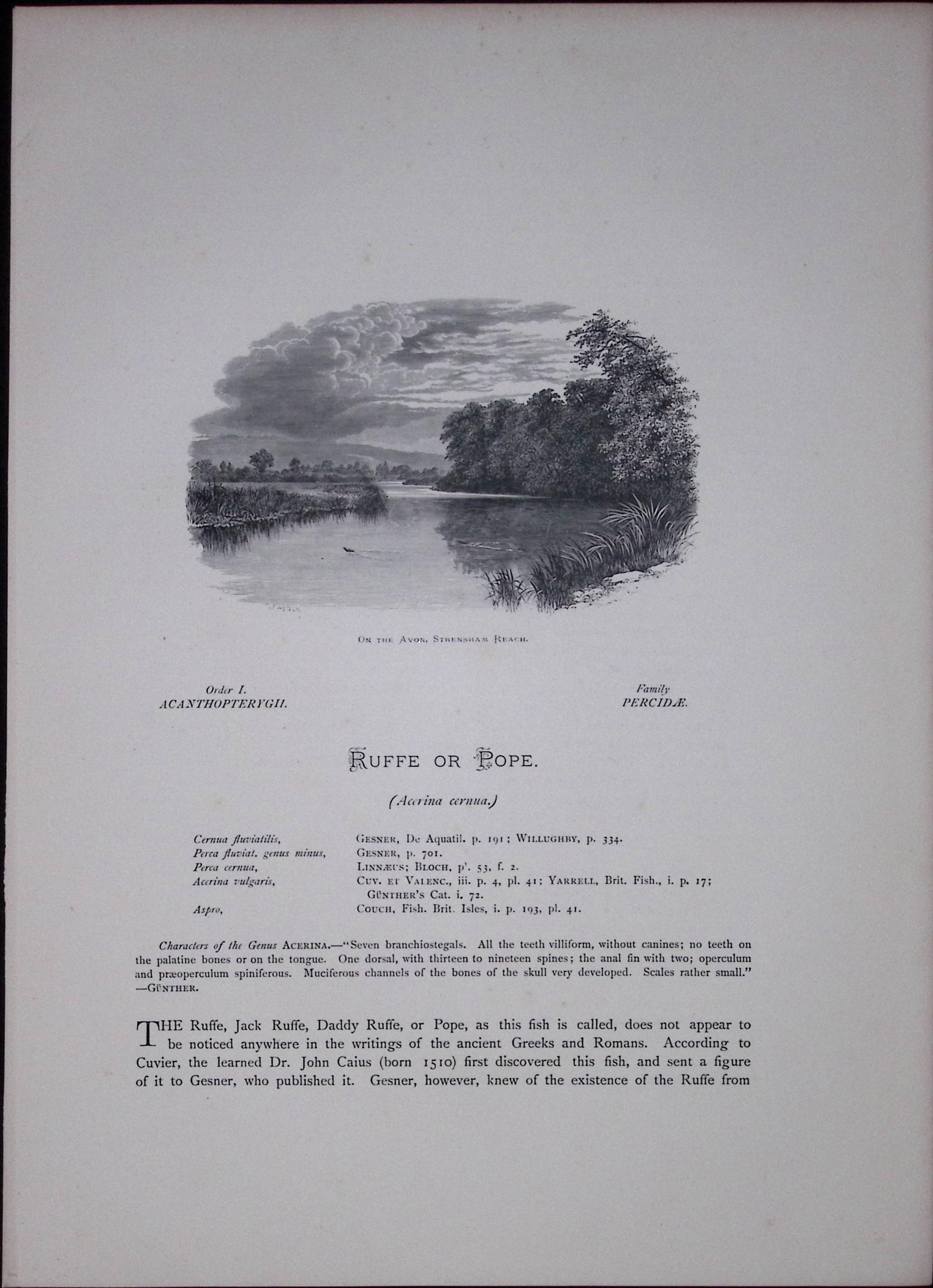 Ruffe & Millar’s Thumb Rev Houghton British Freshwater Fish 1879 Scarce Engraving-40