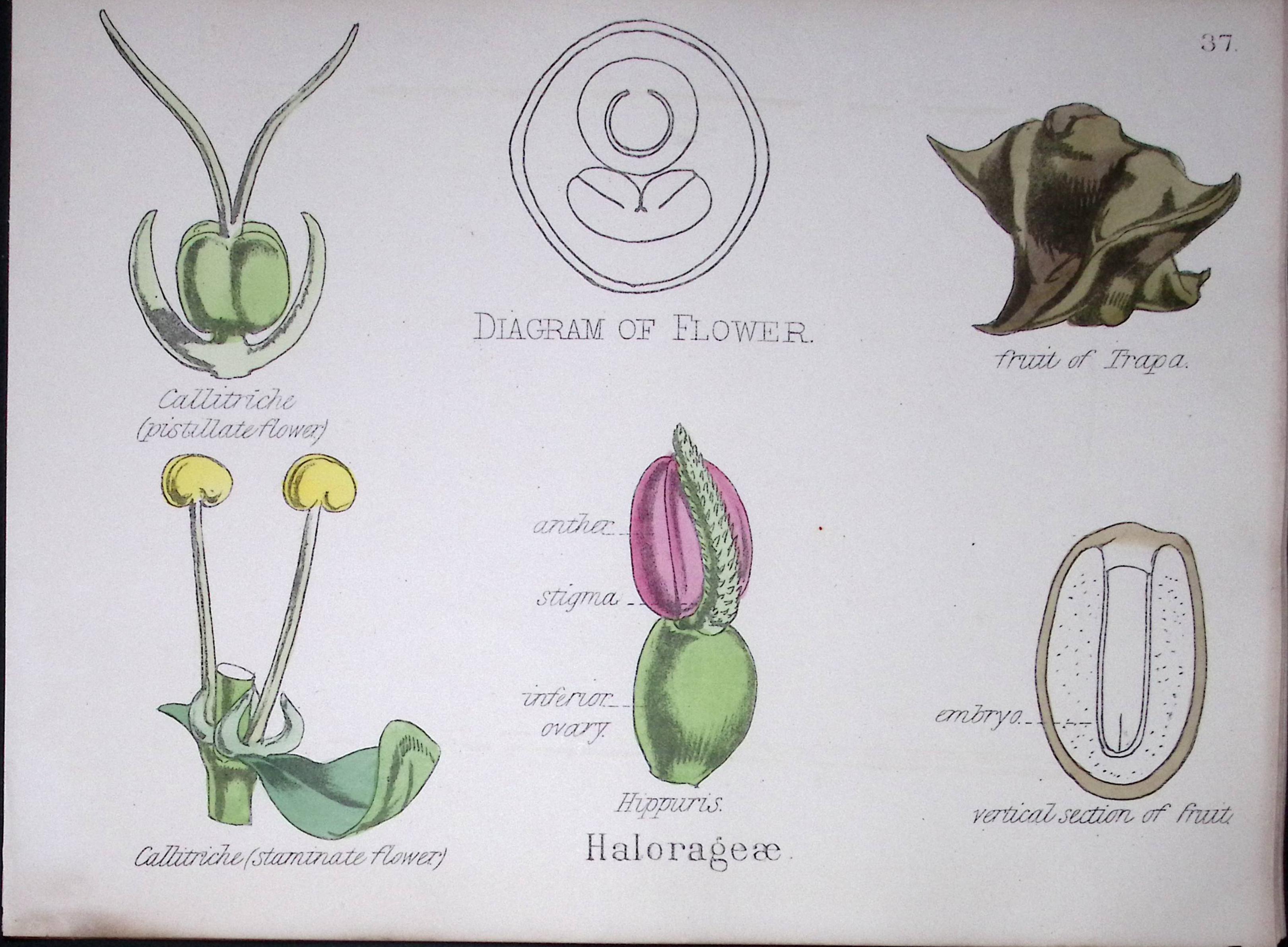 Water Milfoils Botanical Flower Diagram Rare Antique First Edition Illustration-37