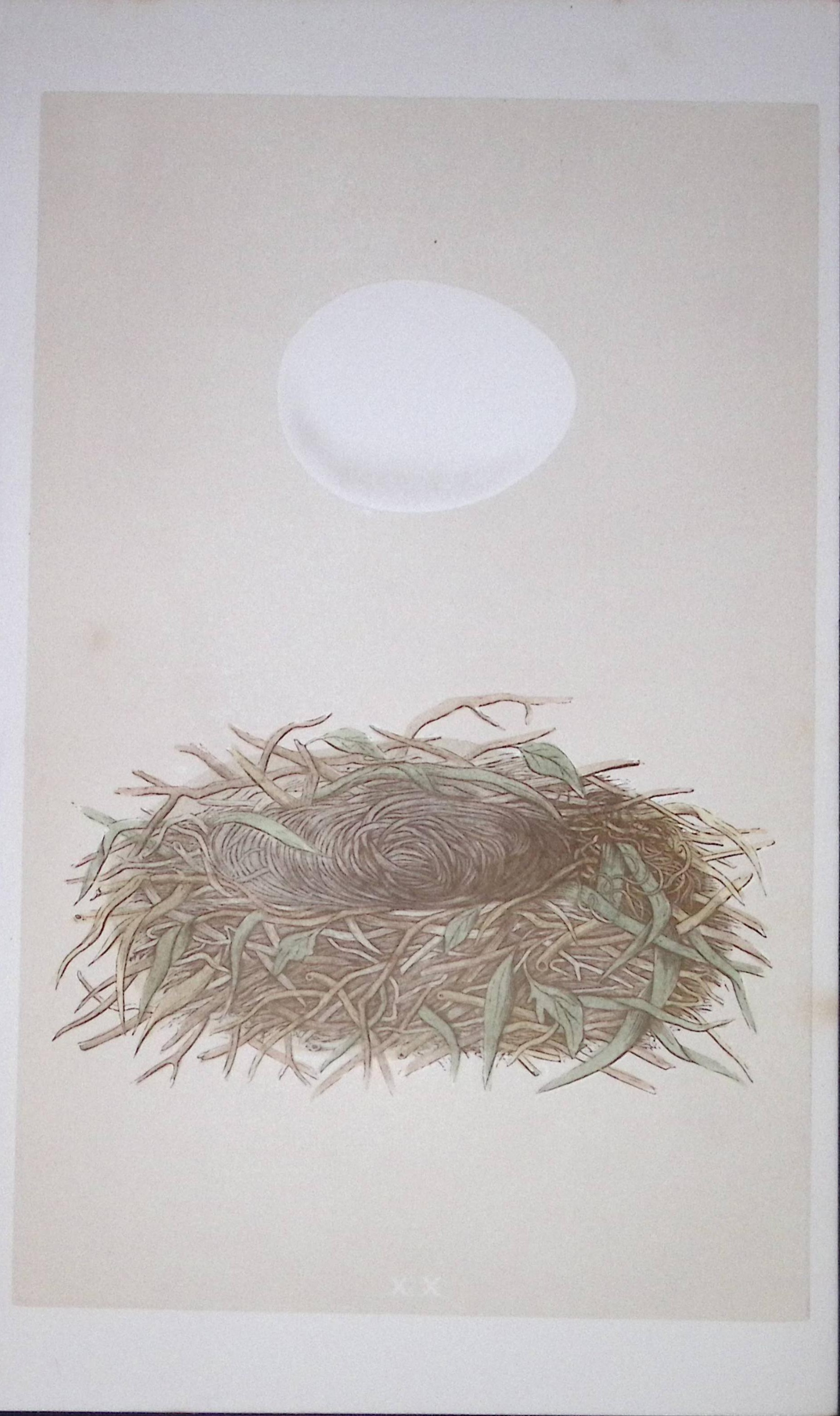 Rev Morris Marsh Warbler Bird Nest & Egg Antique Woodblock Engraving-2