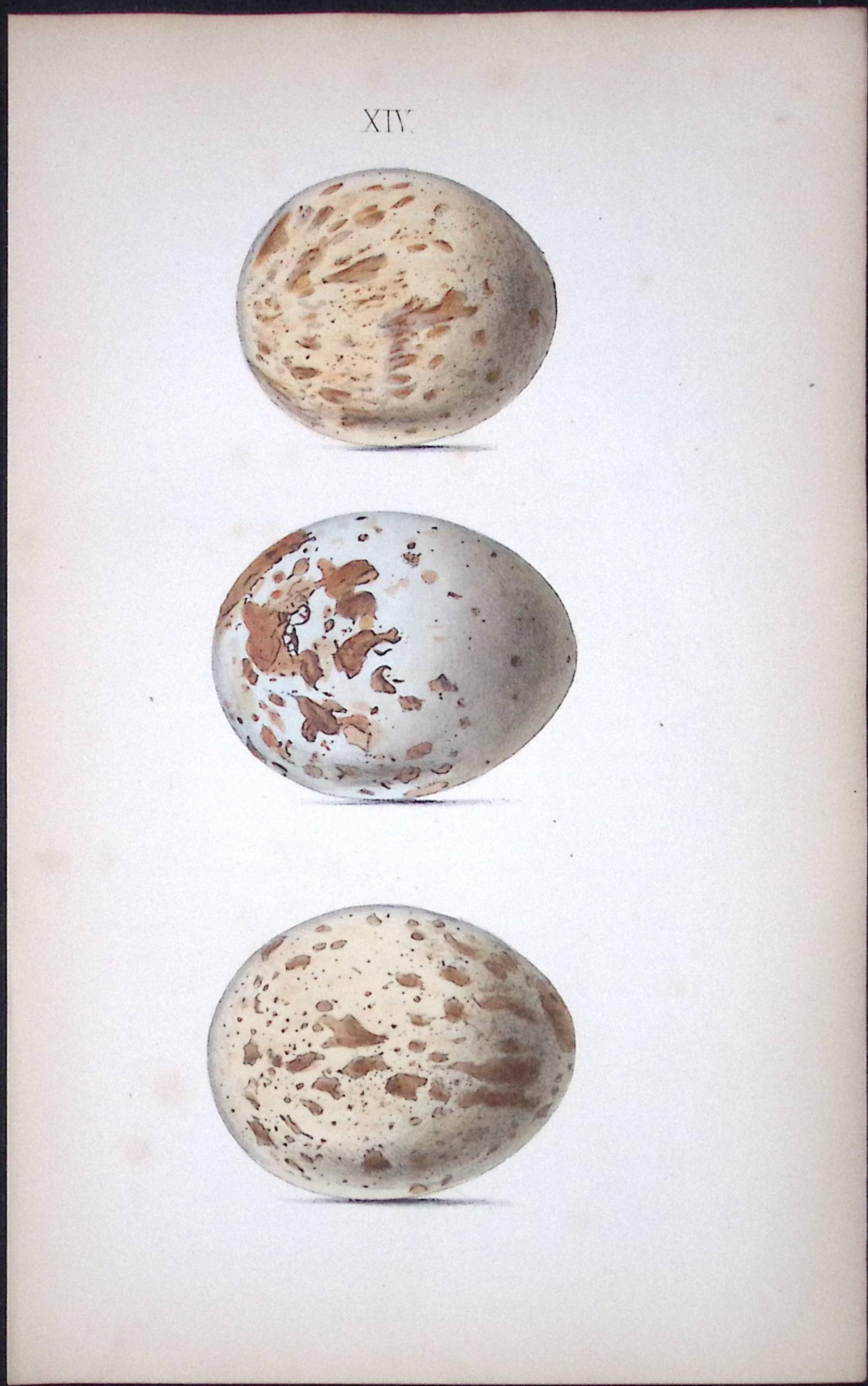 Common Buzzard -William Hewitson Antique Nests & Eggs of British Birds Print-14