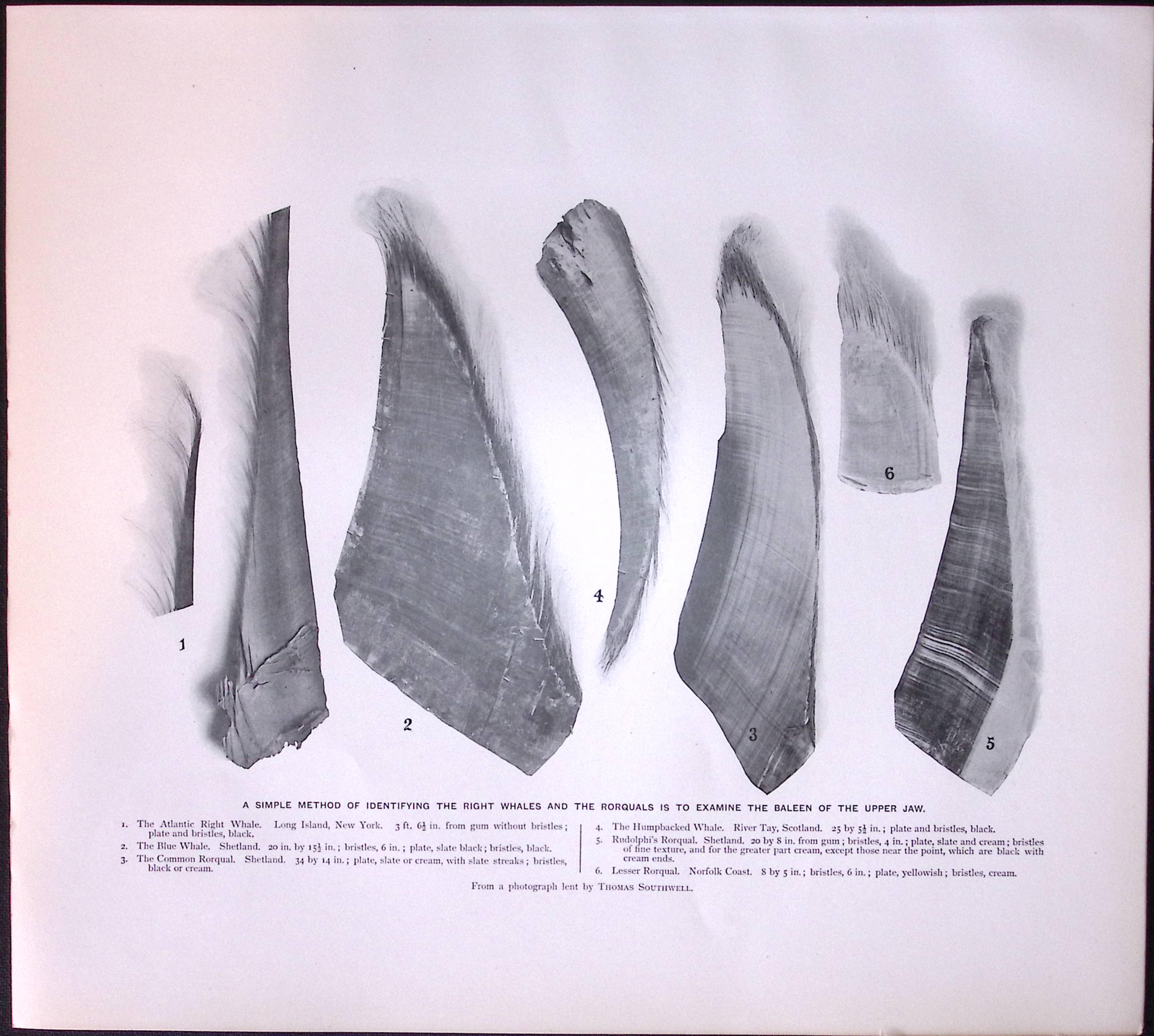 Job-Lot J.G. Millais Rare Limited-Edition Whales Family Species Antique Prints-9