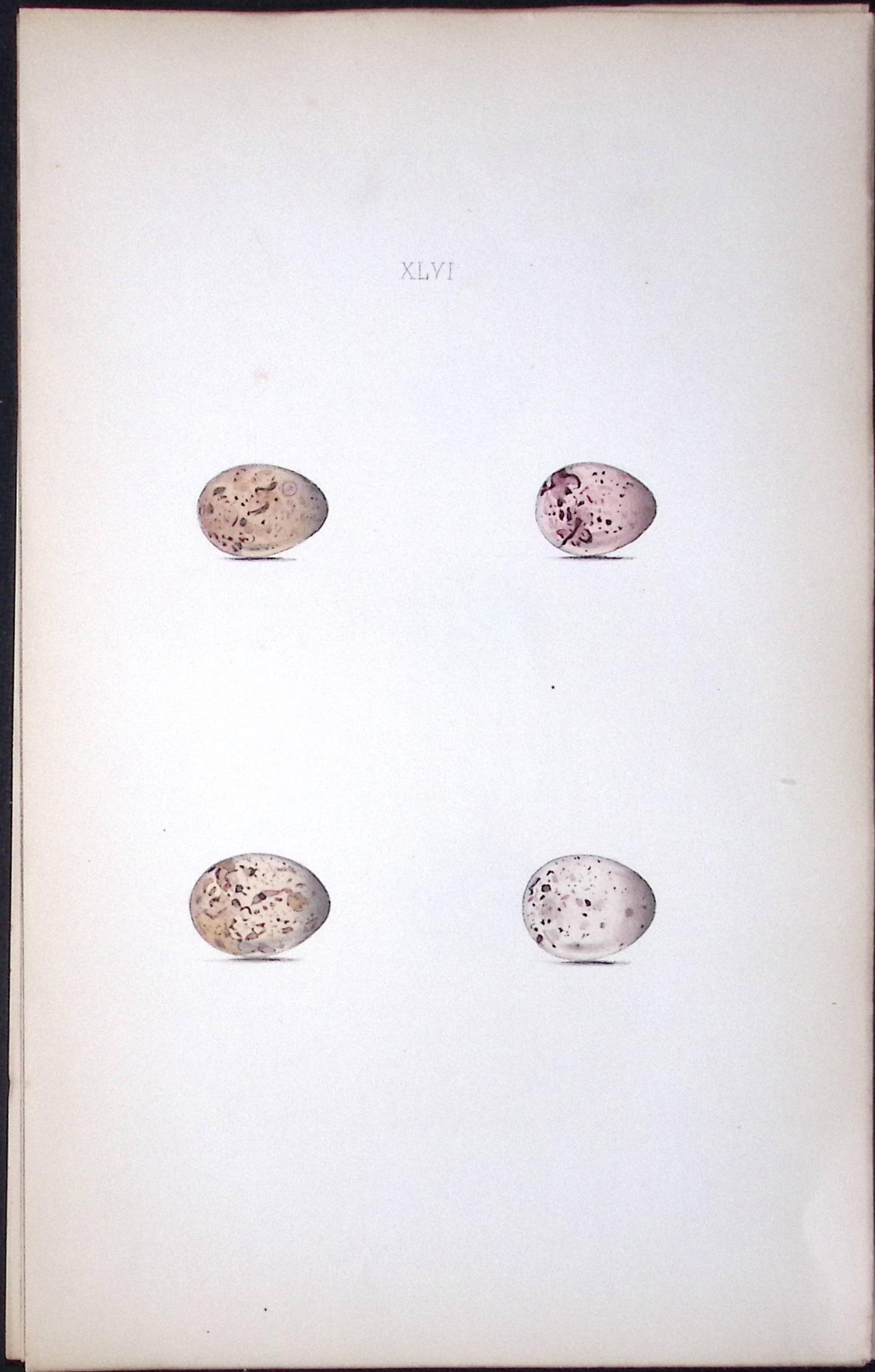 Lapland Bunting William Hewitson Antique Nests & Eggs of British Birds Print-68