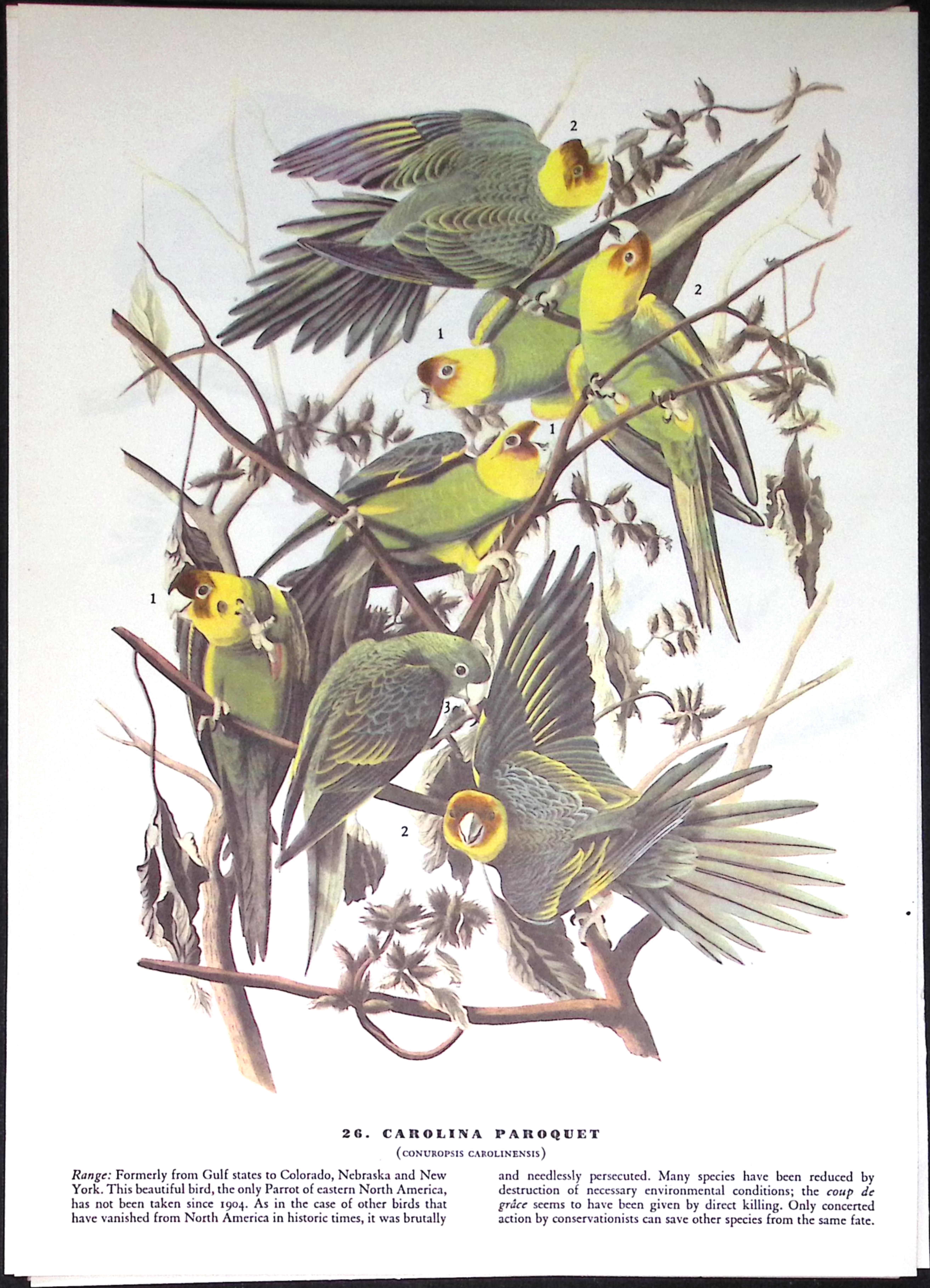 Job-Lot John James Audubon Birds of America 72-Year-Old Coloured Book Plates-30