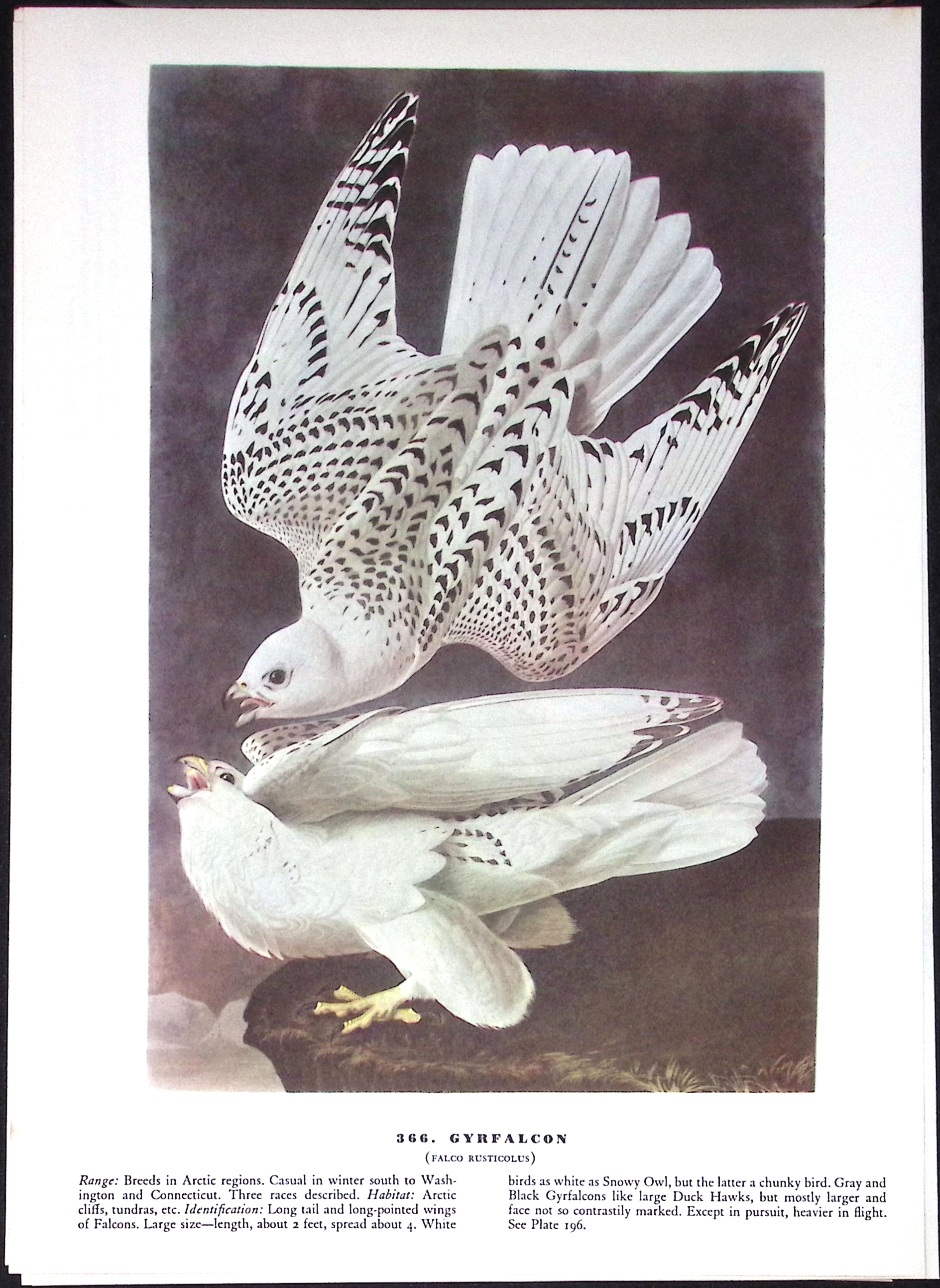 Job-Lot John James Audubon Birds of America 72-Year-Old Coloured Book Plates-25