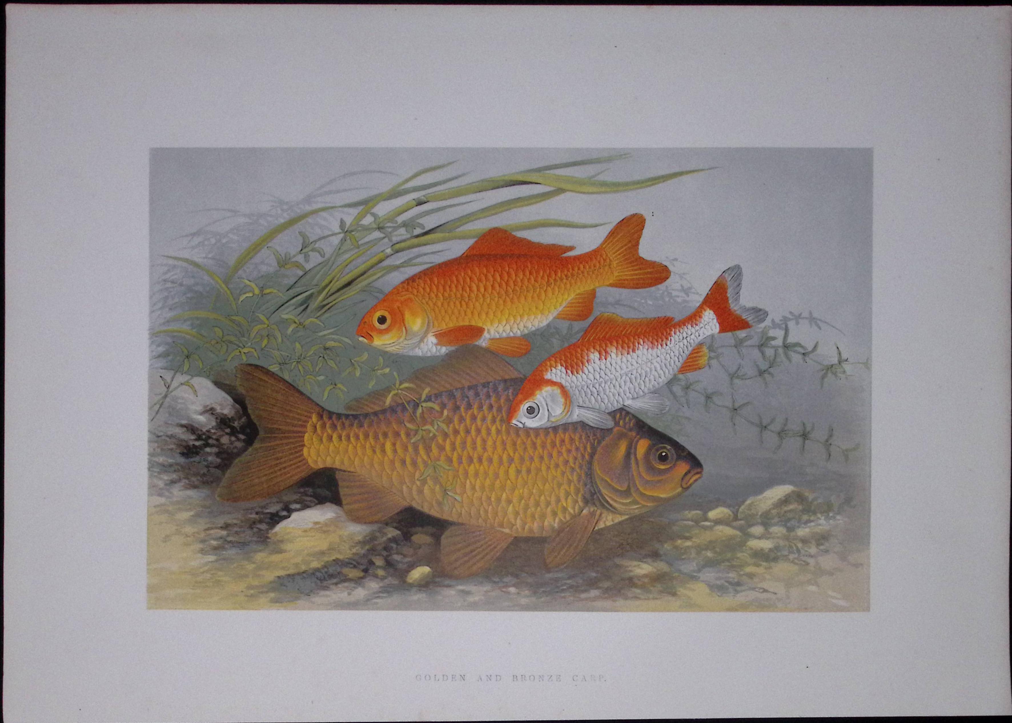 Golden & Bronze Carp Rev Houghton British Freshwater Fish 1879 Scarce Engraving-36