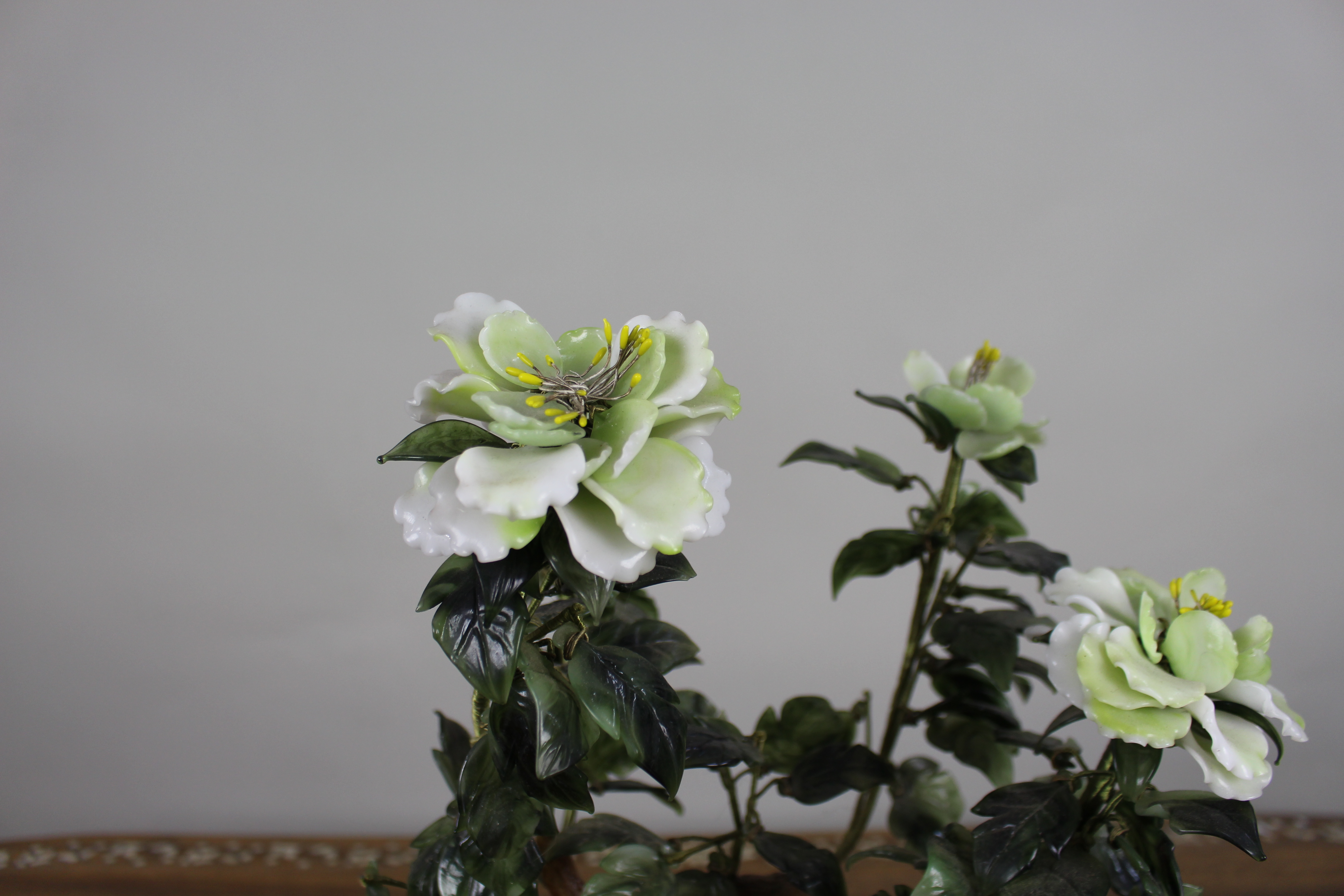 Jade Bonsai Plant